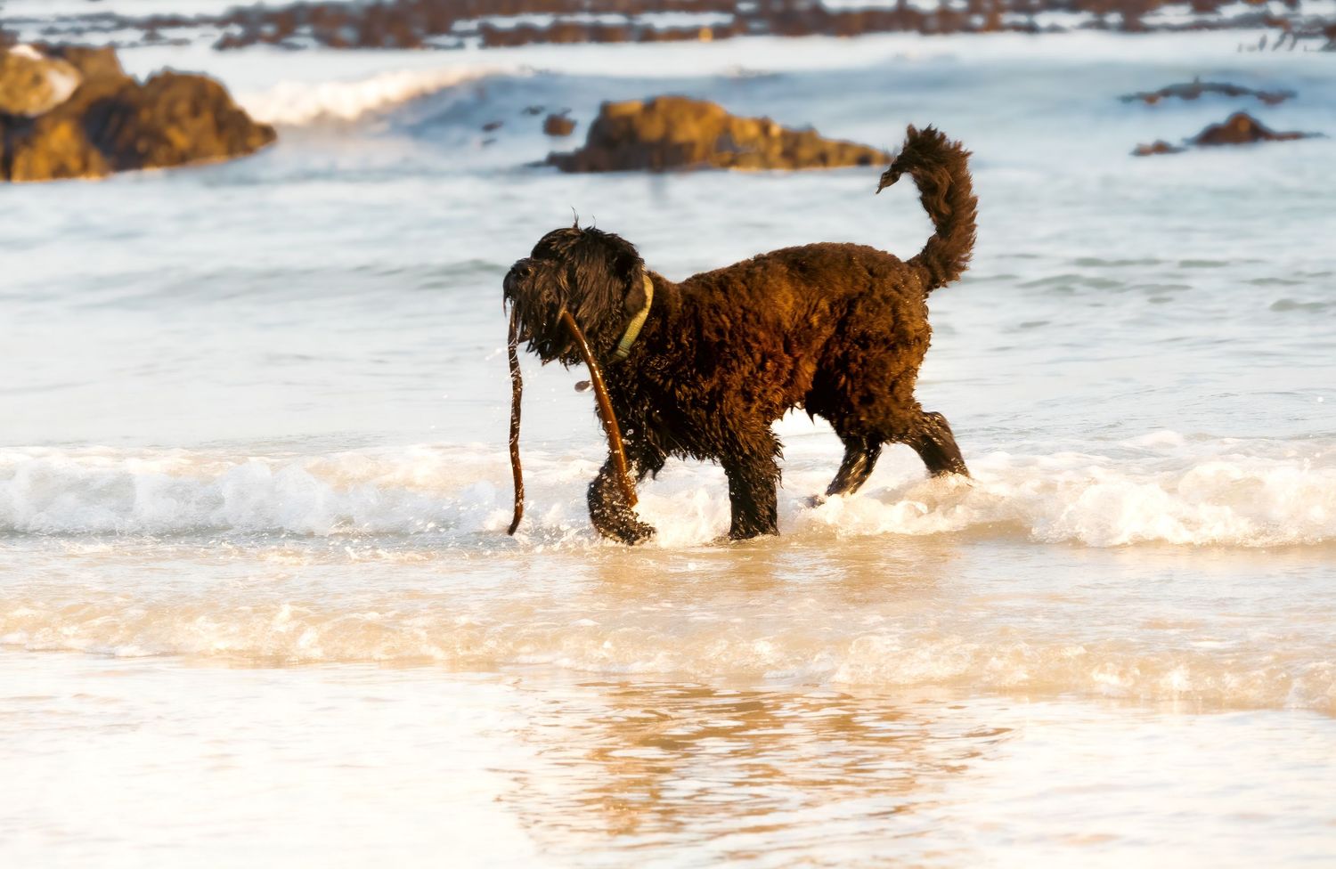 Pet photography
dog
cat
 puppies 
action 
 playing
sleeping
 running
candid 
portrait
lifestyle
Park 
forest 
sea 
ocean