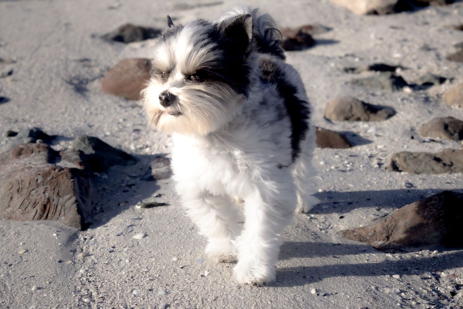 Pet photography
dog
cat
 puppies 
action 
 playing
sleeping
 running
candid 
portrait
lifestyle
Park 
forest 
sea 
ocean
indoor and outdoor