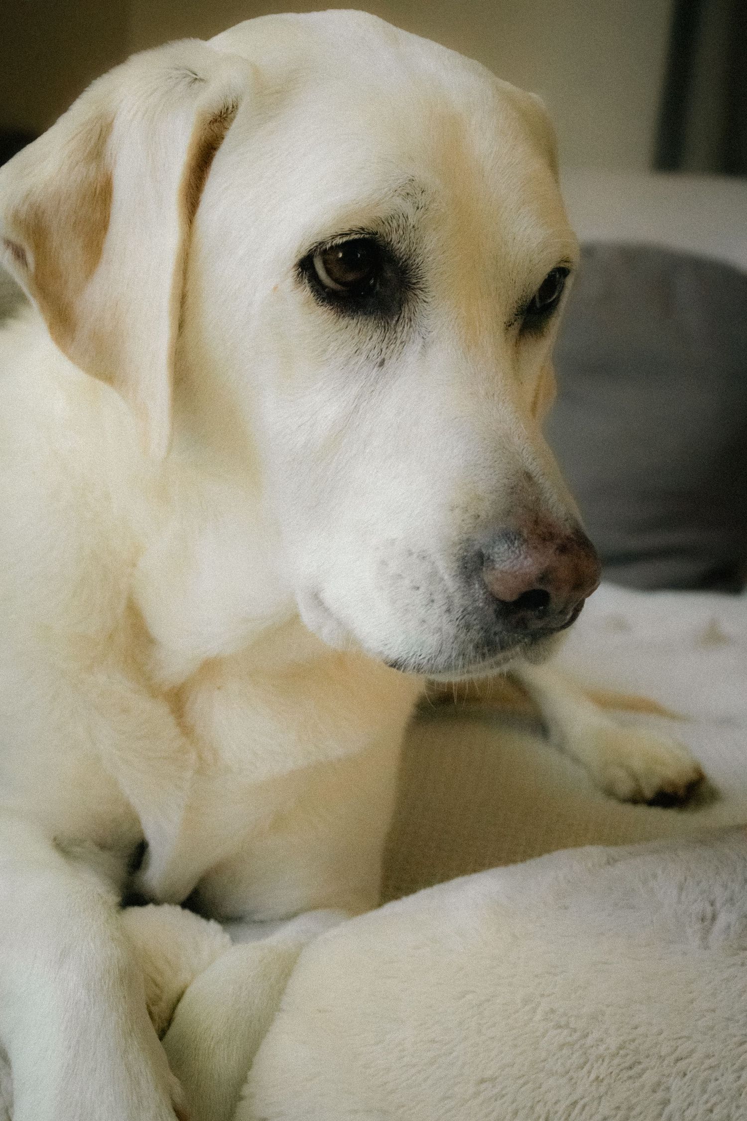 Pet photography
dog
cat
 puppies 
action 
 playing
sleeping
 running
candid 
portrait
lifestyle
Park 
forest 
sea 
ocean