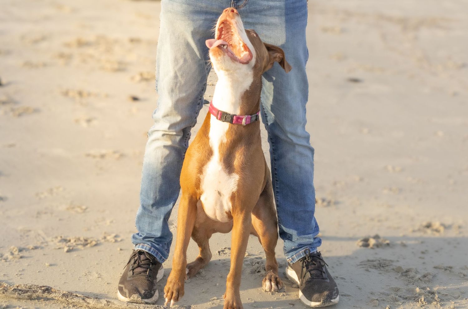 Pet photography
dog
cat
 puppies 
action 
 playing
sleeping
 running
candid 
portrait
lifestyle
Park 
forest 
sea 
ocean