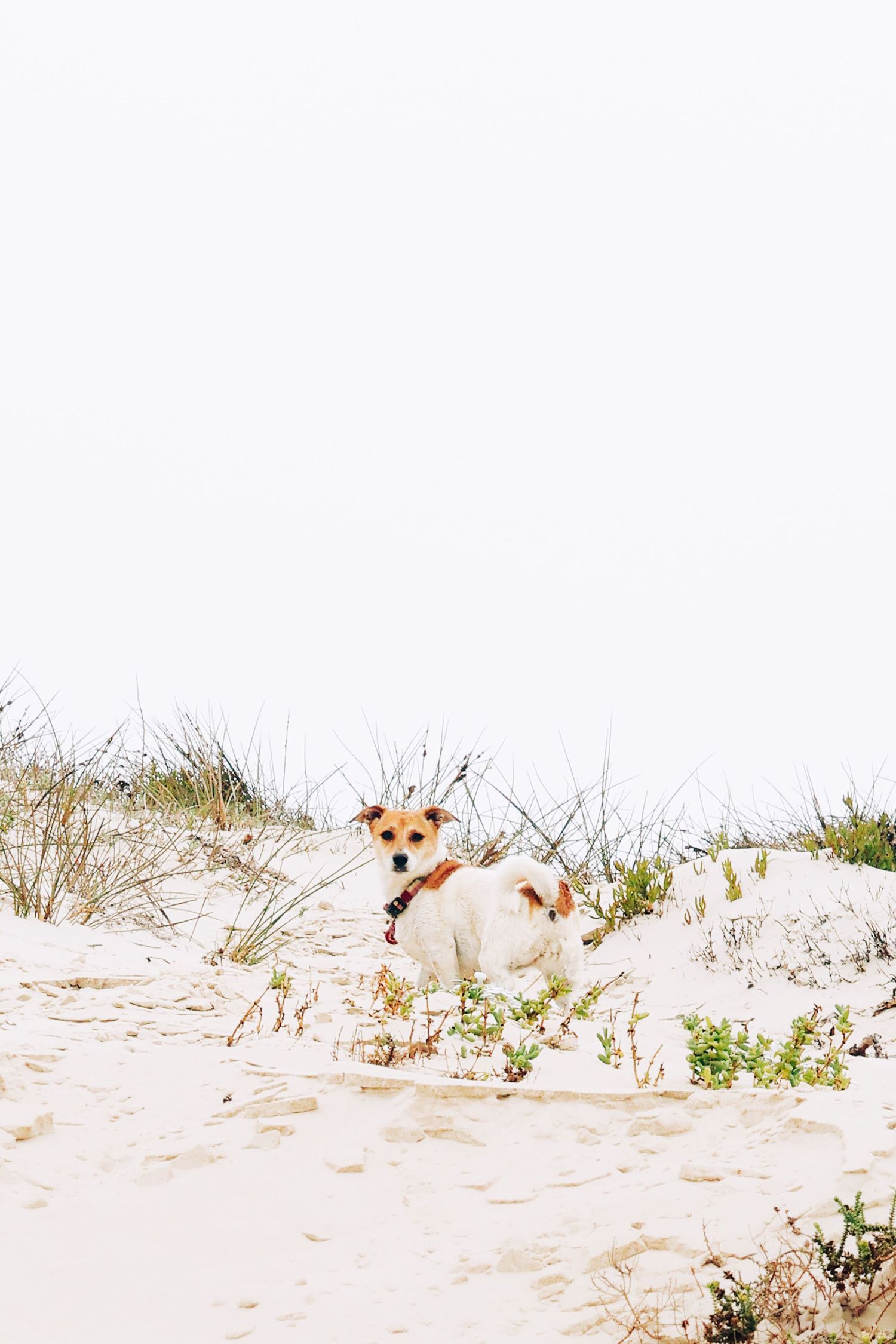 Pet photography
dog
cat
 puppies 
action 
 playing
sleeping
 running
candid 
portrait
lifestyle
Park 
forest 
sea 
ocean