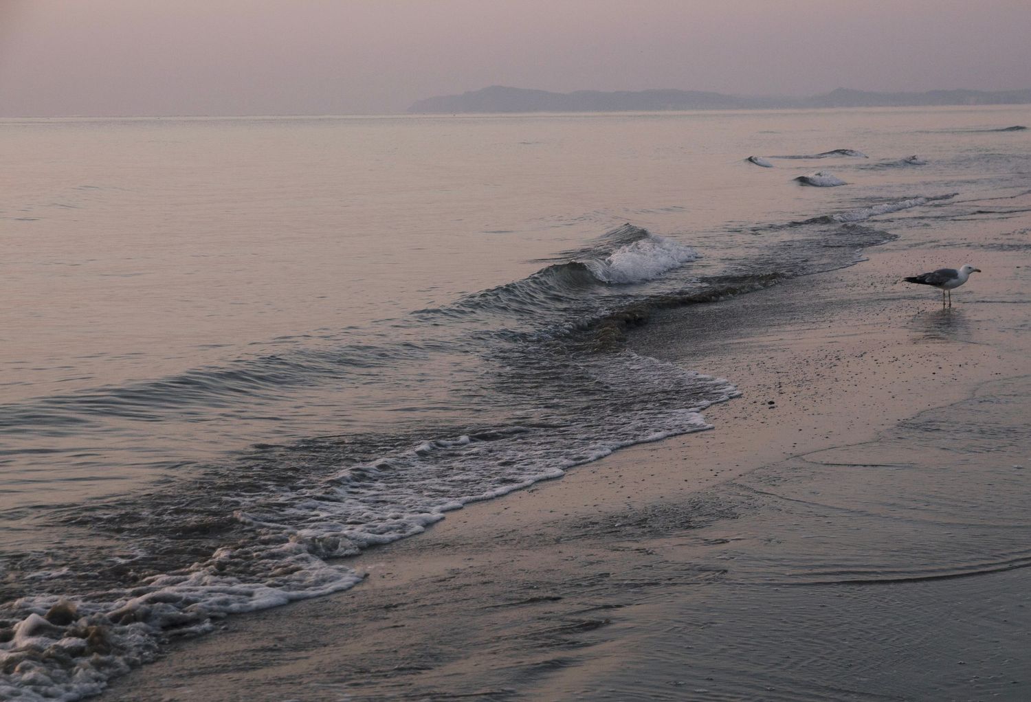 seaside seagull landscape romantic photography
