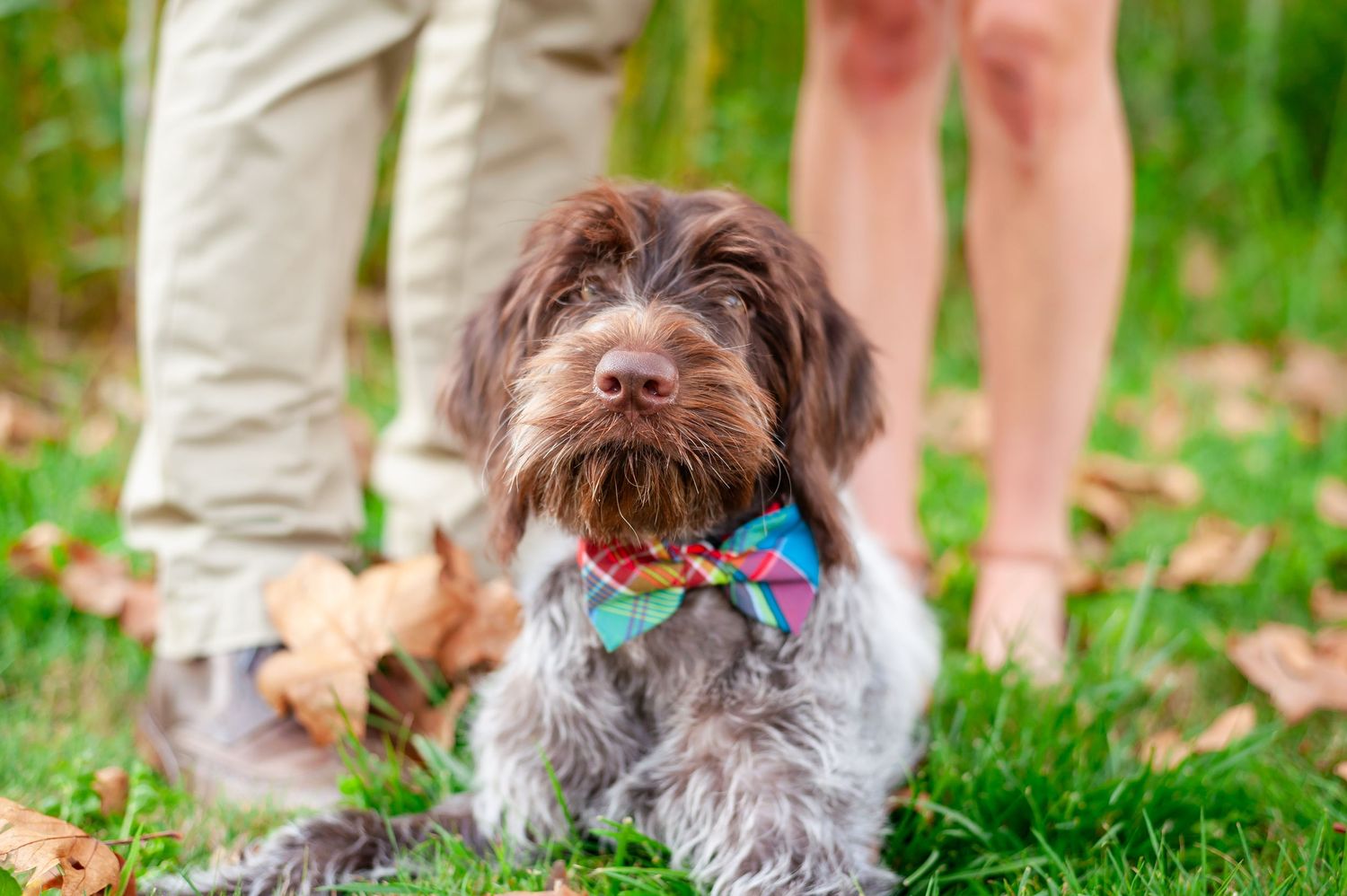 Dog with bow tie joins couple for outdoor photos on grass.