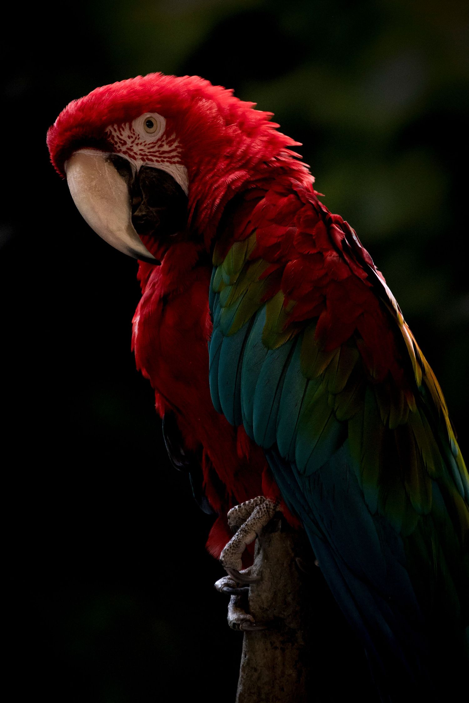 Pet portrait of a red parrot with dark blurred background