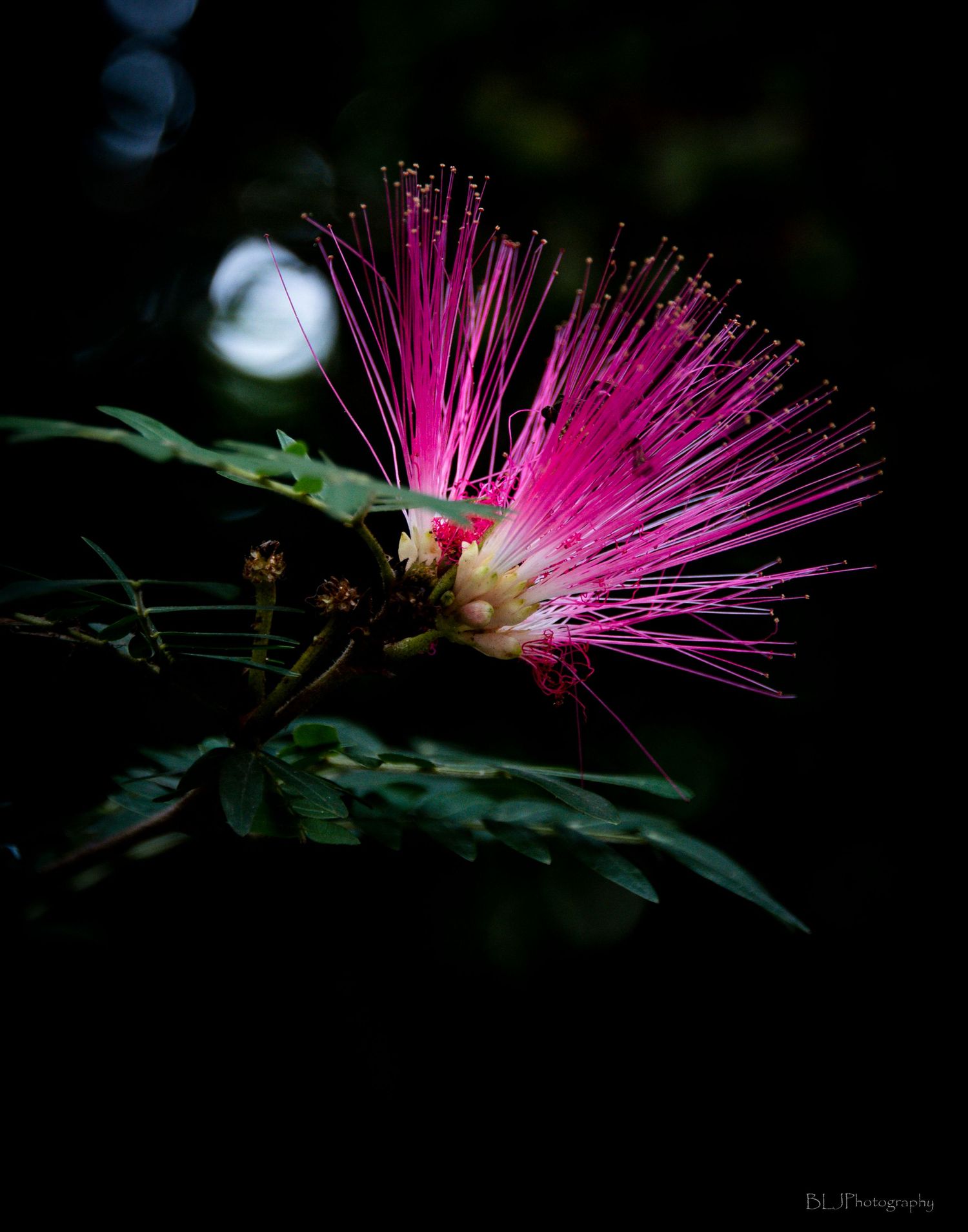 Macro close up photo of a Mimosa leaf with dark blurred background