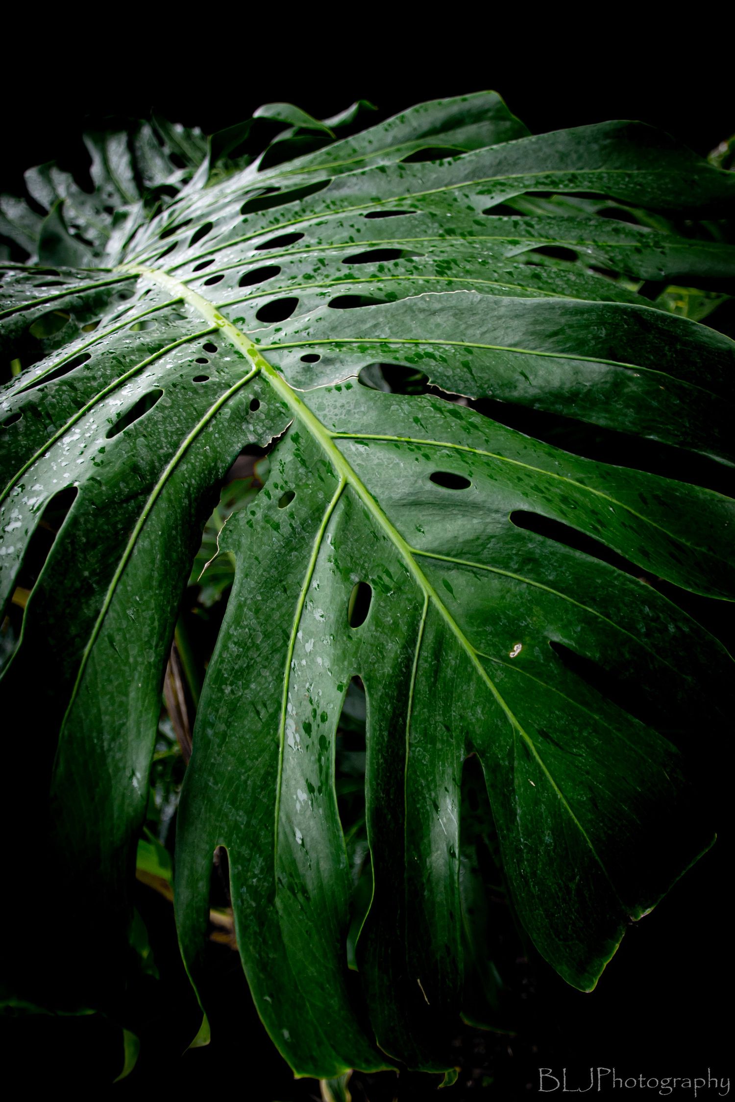 A monstera leaf with water droplets on it with black background