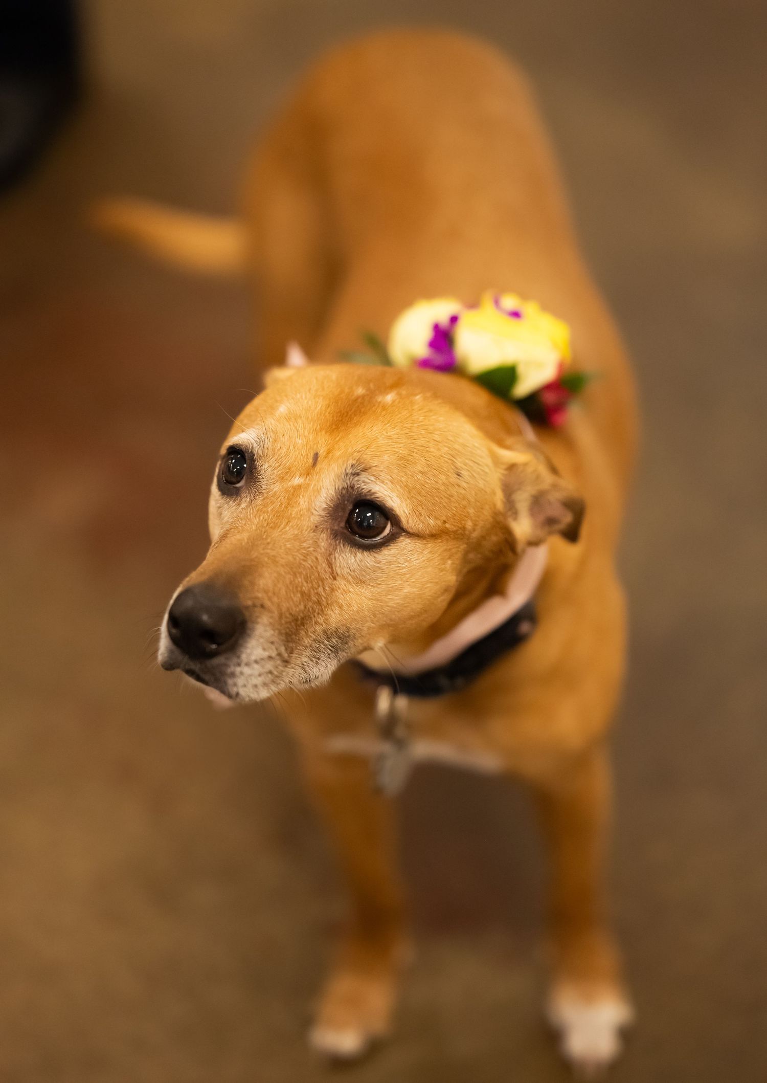 Cute brown Chihuahua mix dog with pink flower accessory looking to the side in a portrait series.