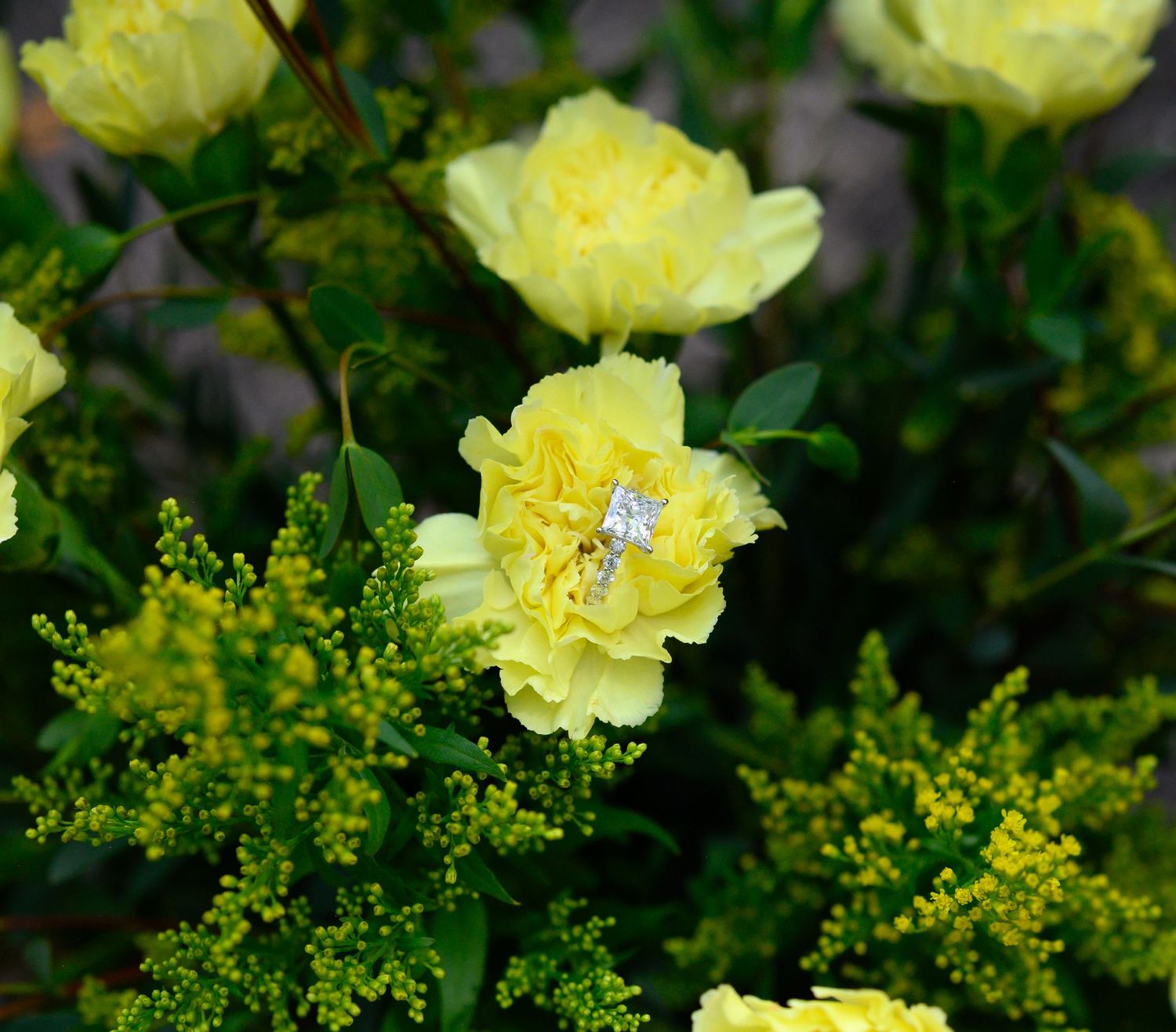 Yellow peony flowers in bloom with a diamond engagement ring placed in the center of one blossom.