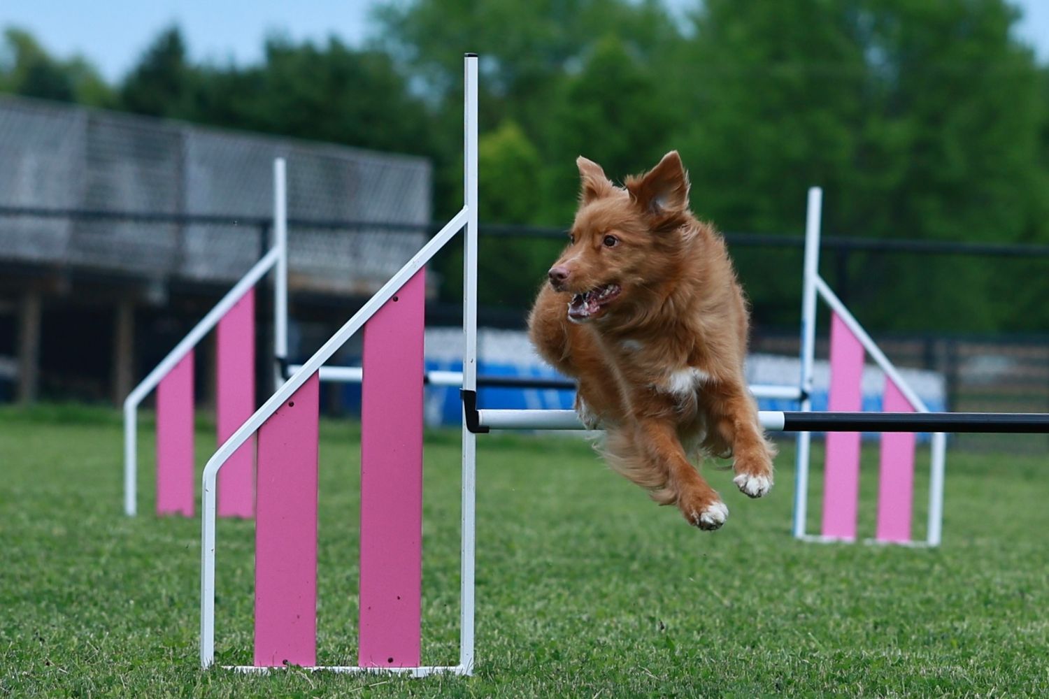 A ginger cat gracefully leaps over pink and white agility course poles on a green grass field.