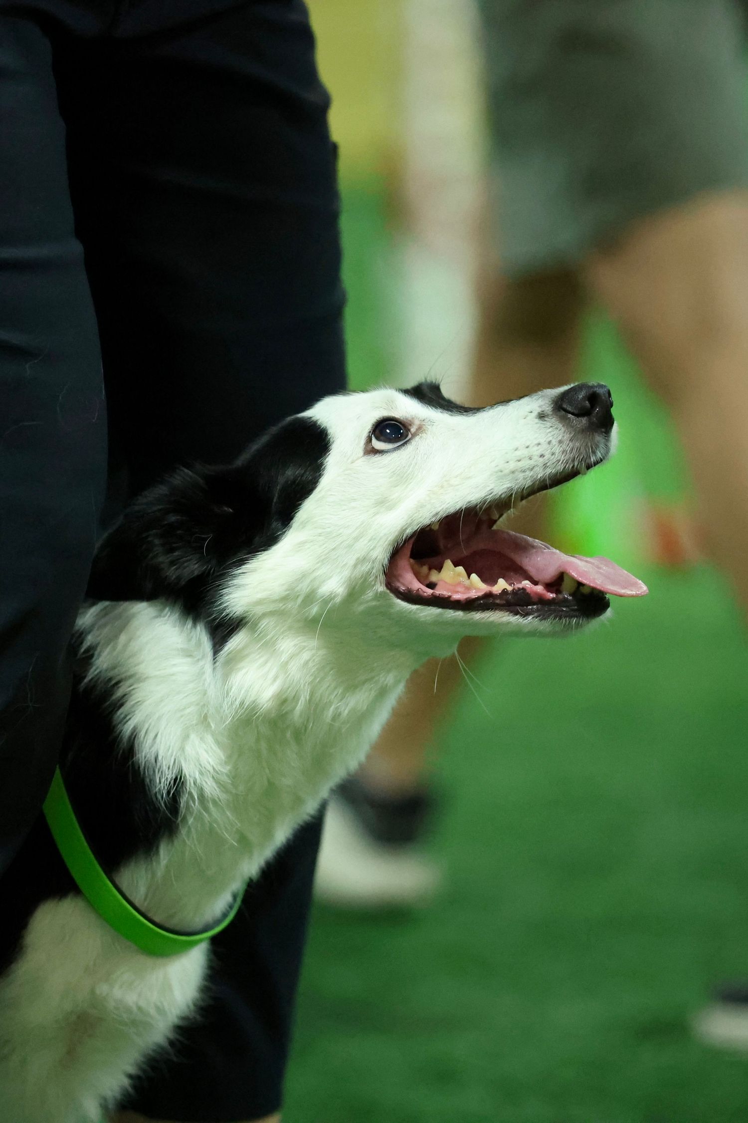 A black and white border collie with a green collar shown in a series of profile shots against a blurred green background.