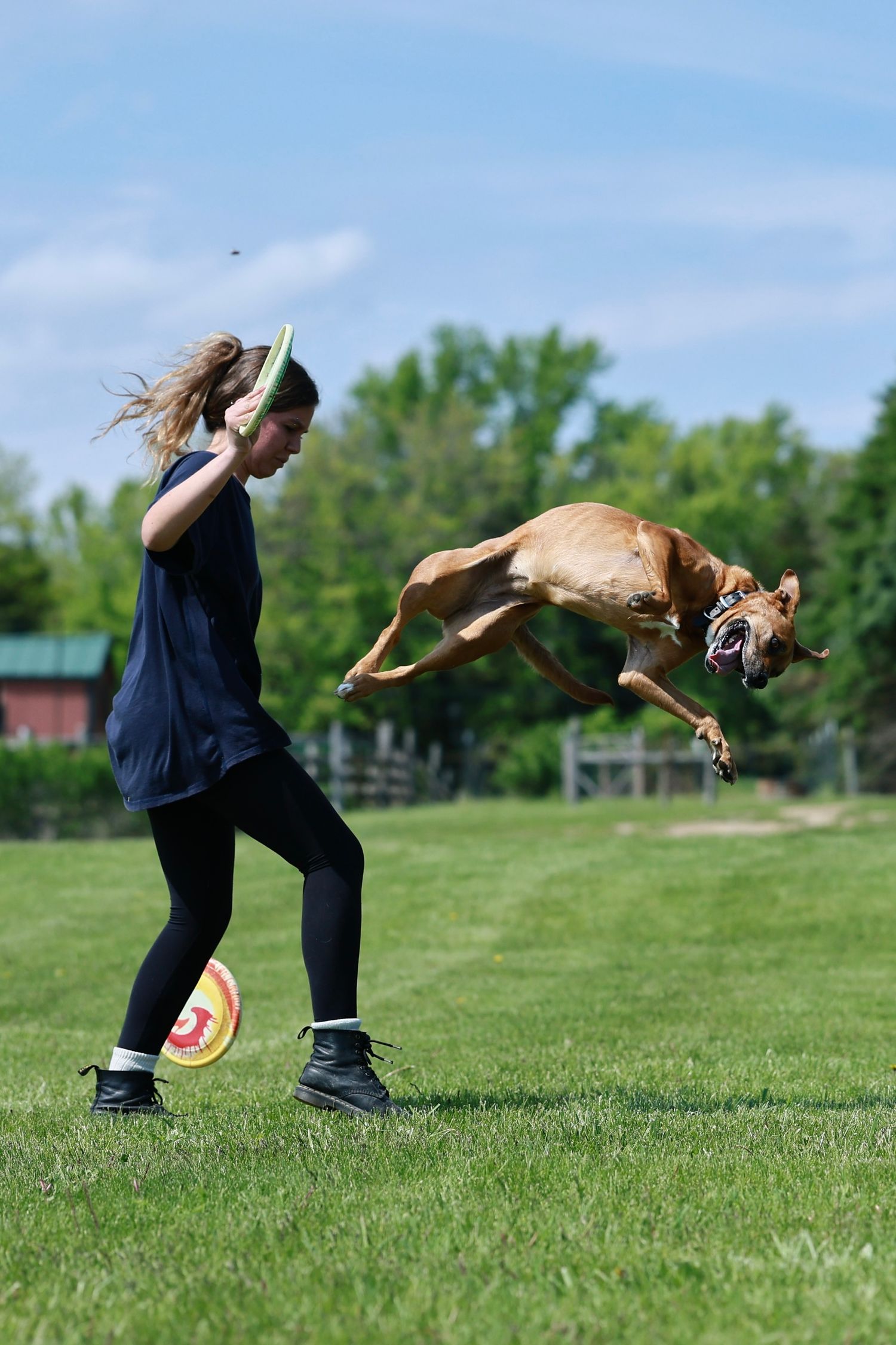 A dog leaps through the air to catch a frisbee on a sunny day in a grassy field.