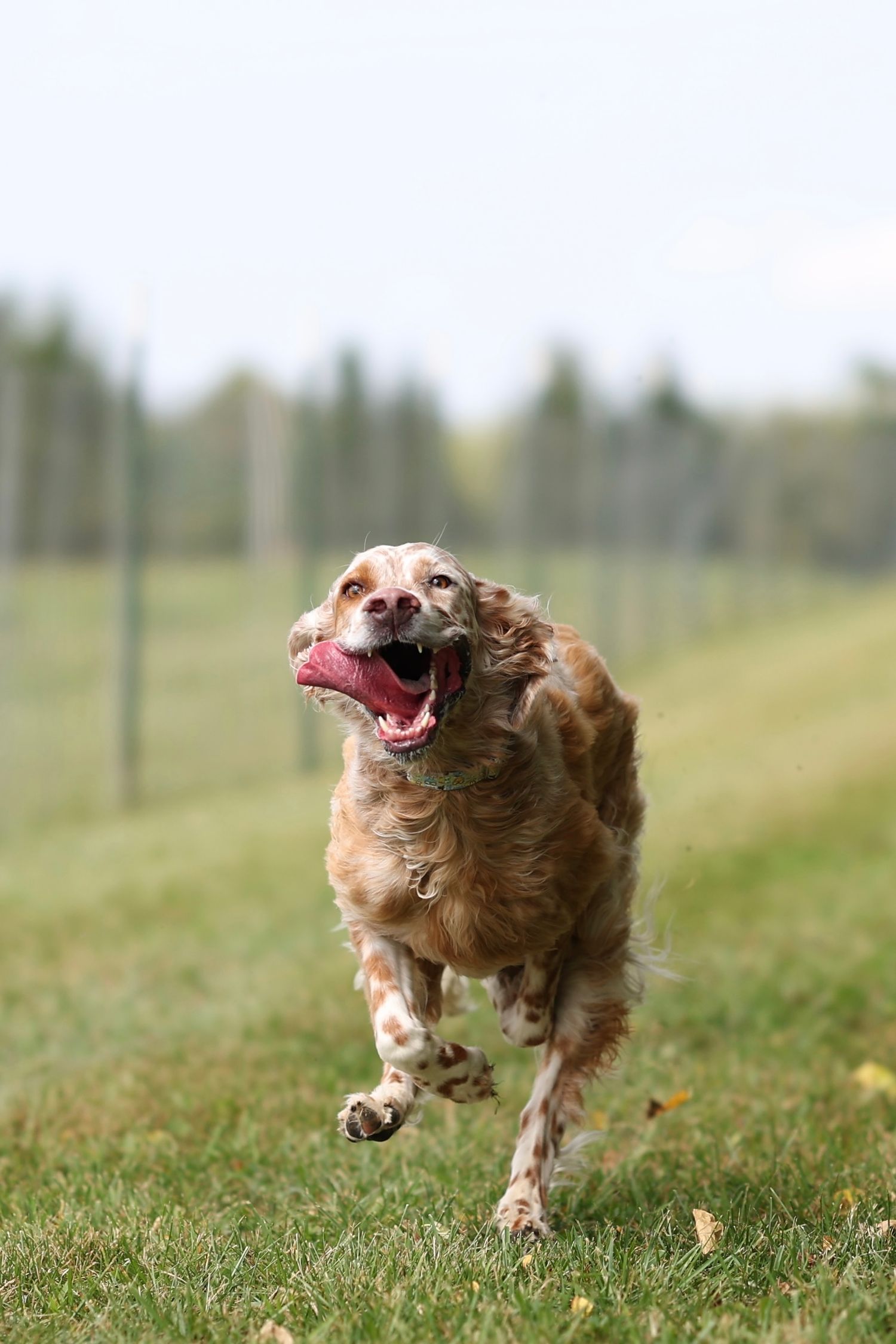 A happy brown cocker spaniel runs through grass with a pink toy in its mouth, showing pure joy in motion.