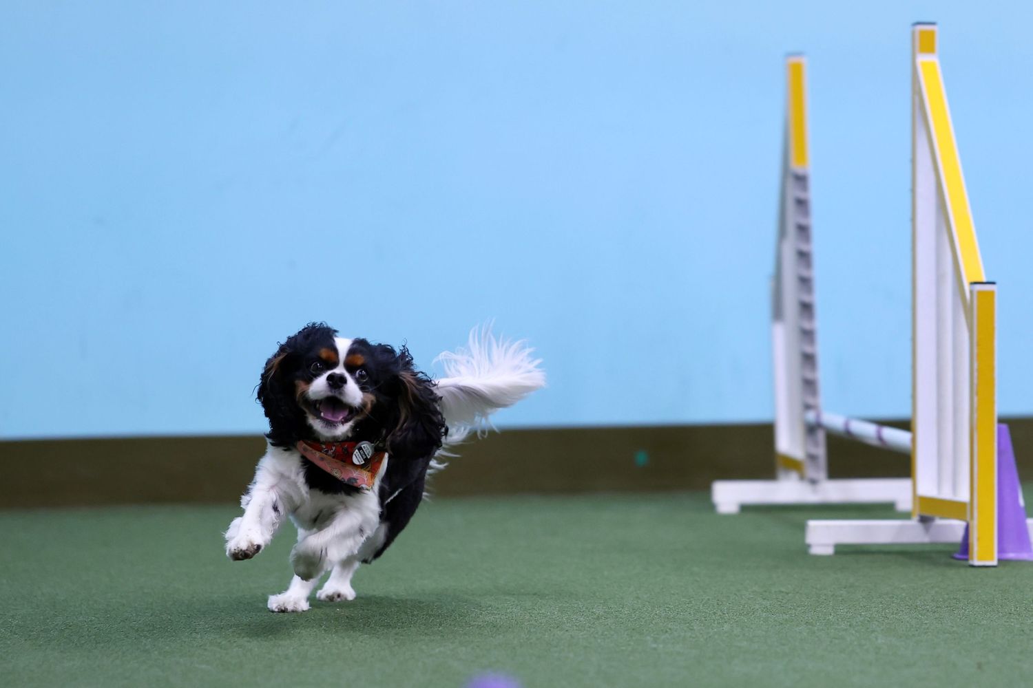 A black and white dog runs through an agility course with yellow poles in the background.