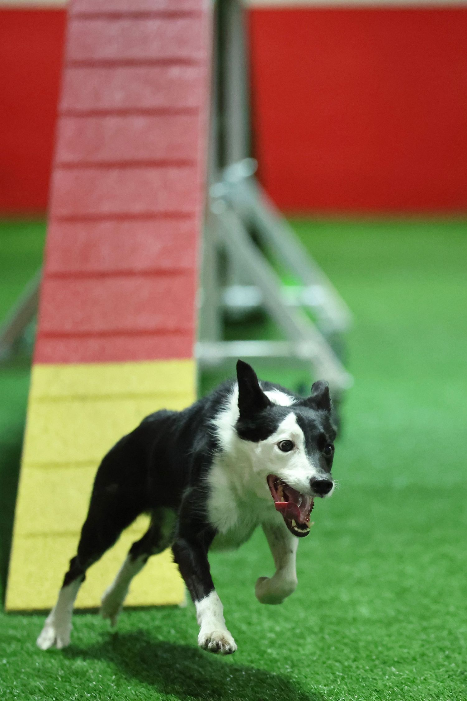 A black and white border collie runs across green turf in a sequence of action shots showing fluid motion.