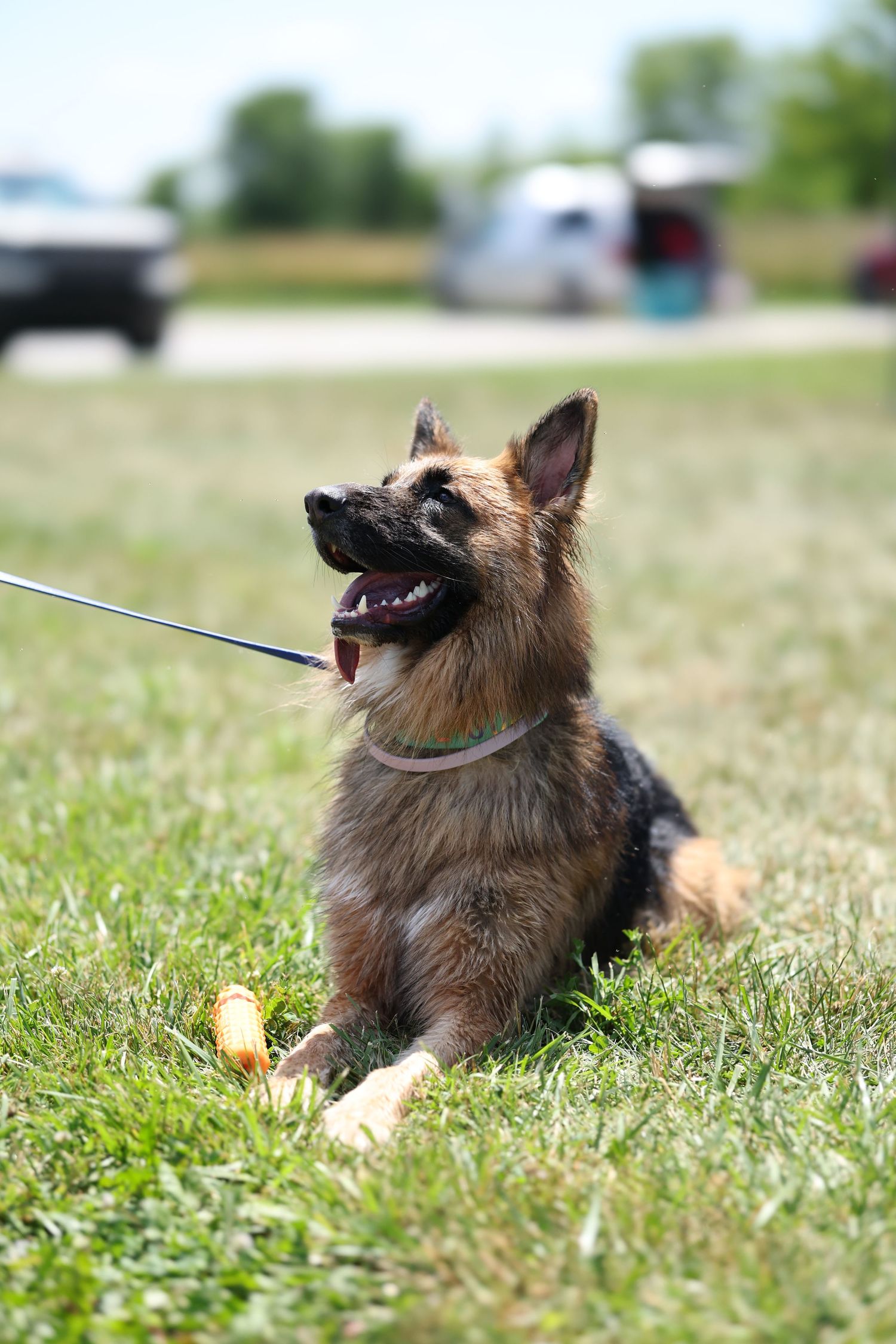 A brown terrier dog lying in grass and playing with a yellow tennis ball on a sunny day.