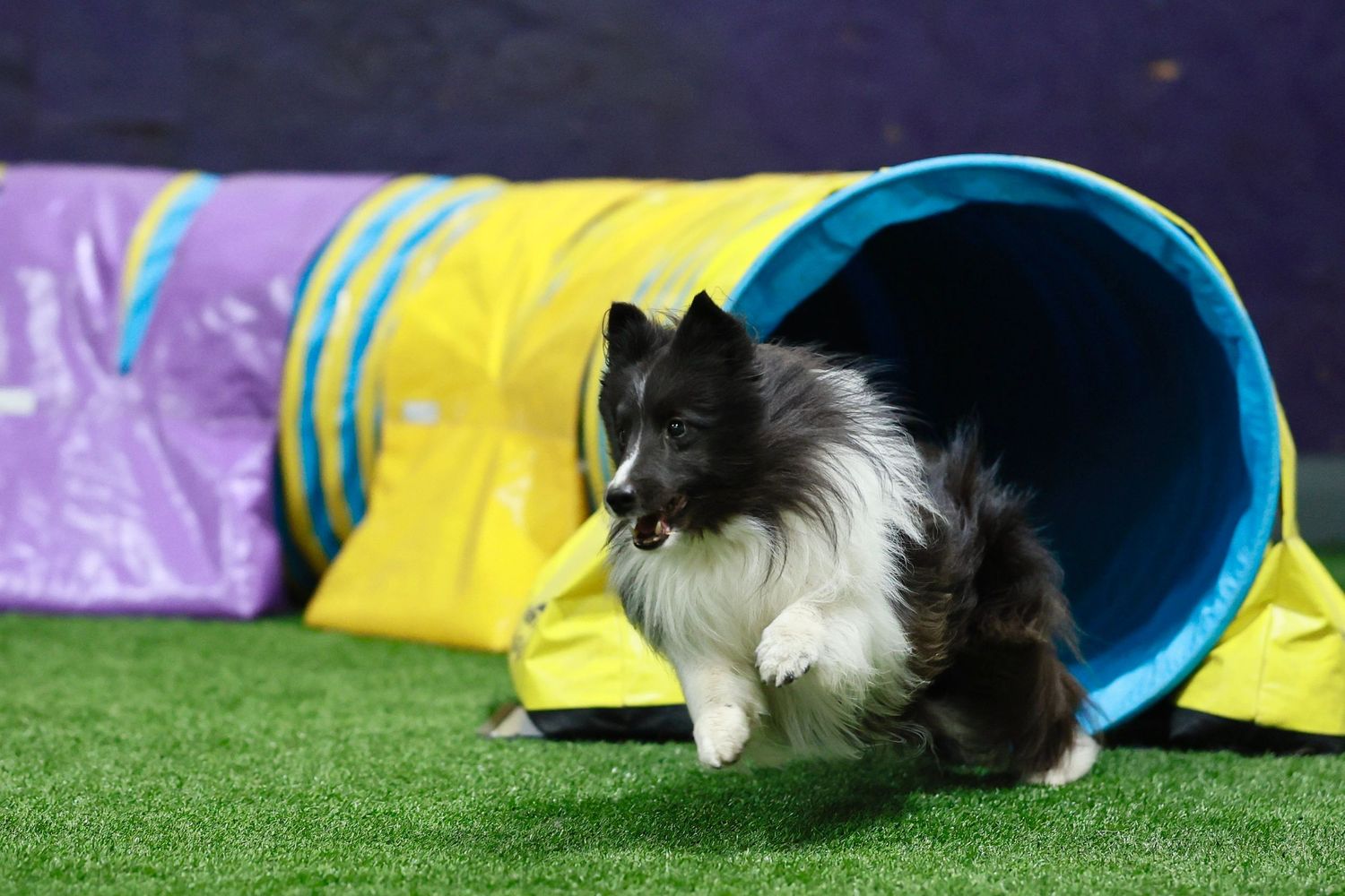 A black and white dog emerges from a blue agility tunnel during a canine competition course.