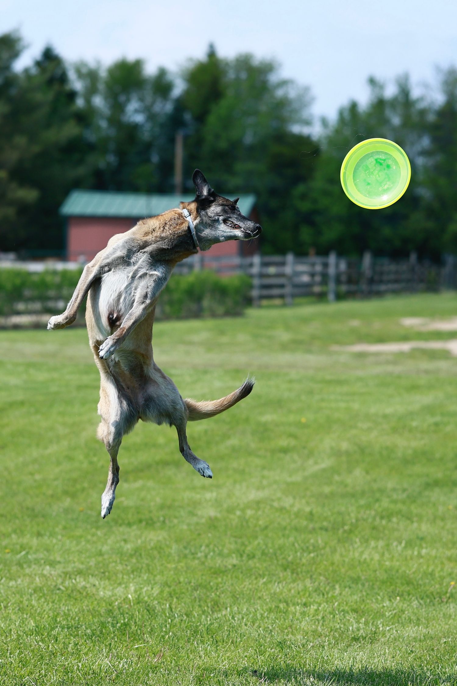 A sequence of action shots showing a dog leaping and twisting to catch a bright green frisbee in a grassy field.
