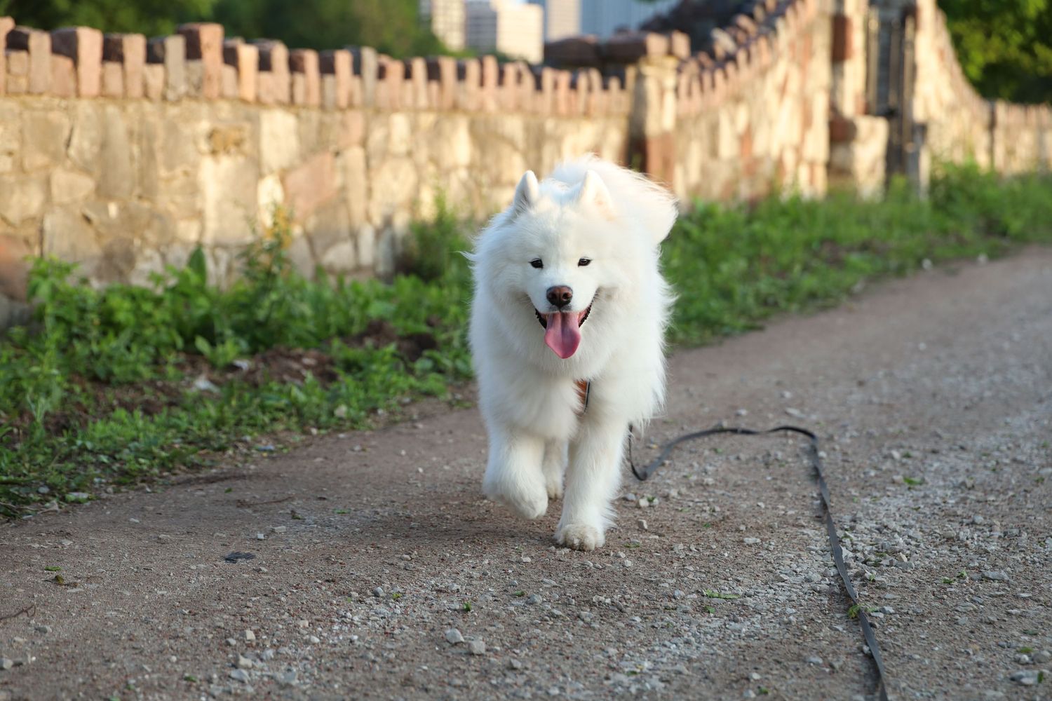 Fluffy white Samoyed dog walking on a path showing sequence of movement.