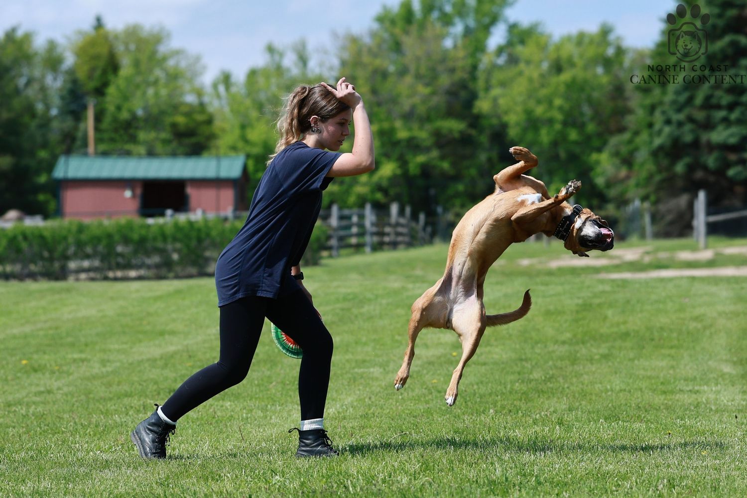 Action sequence of a brown pitbull mix doing a back flip off their owner during a disc dog competition. 

Dog sport photography