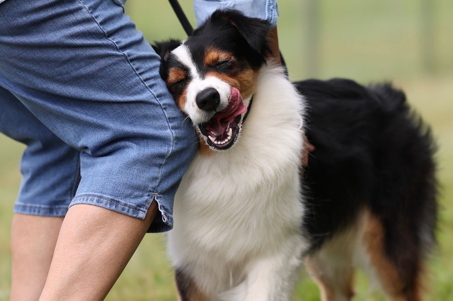 A Border Collie dog performs a high jump catching a frisbee disc during an agility competition.