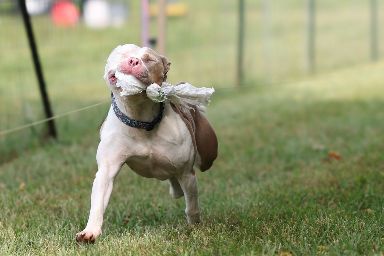Brown and white pitbull mix competing in fastCAT.

Fast CAT, dog sport photography