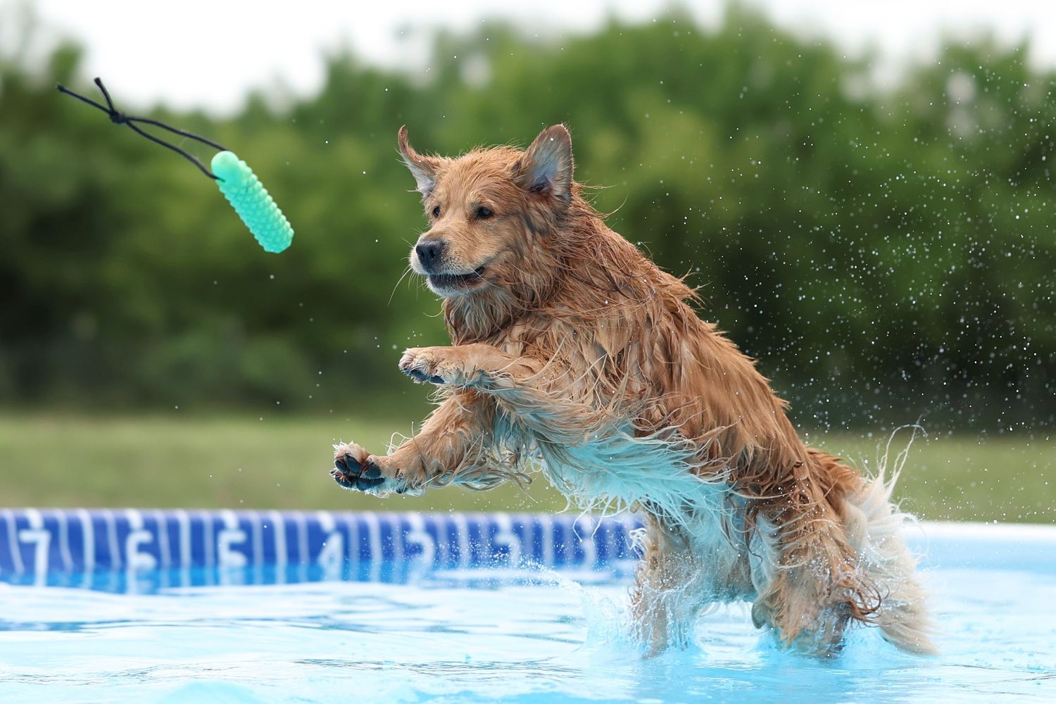 Golden retriever dog leaps into swimming pool creating splashes of water on a sunny summer day.
