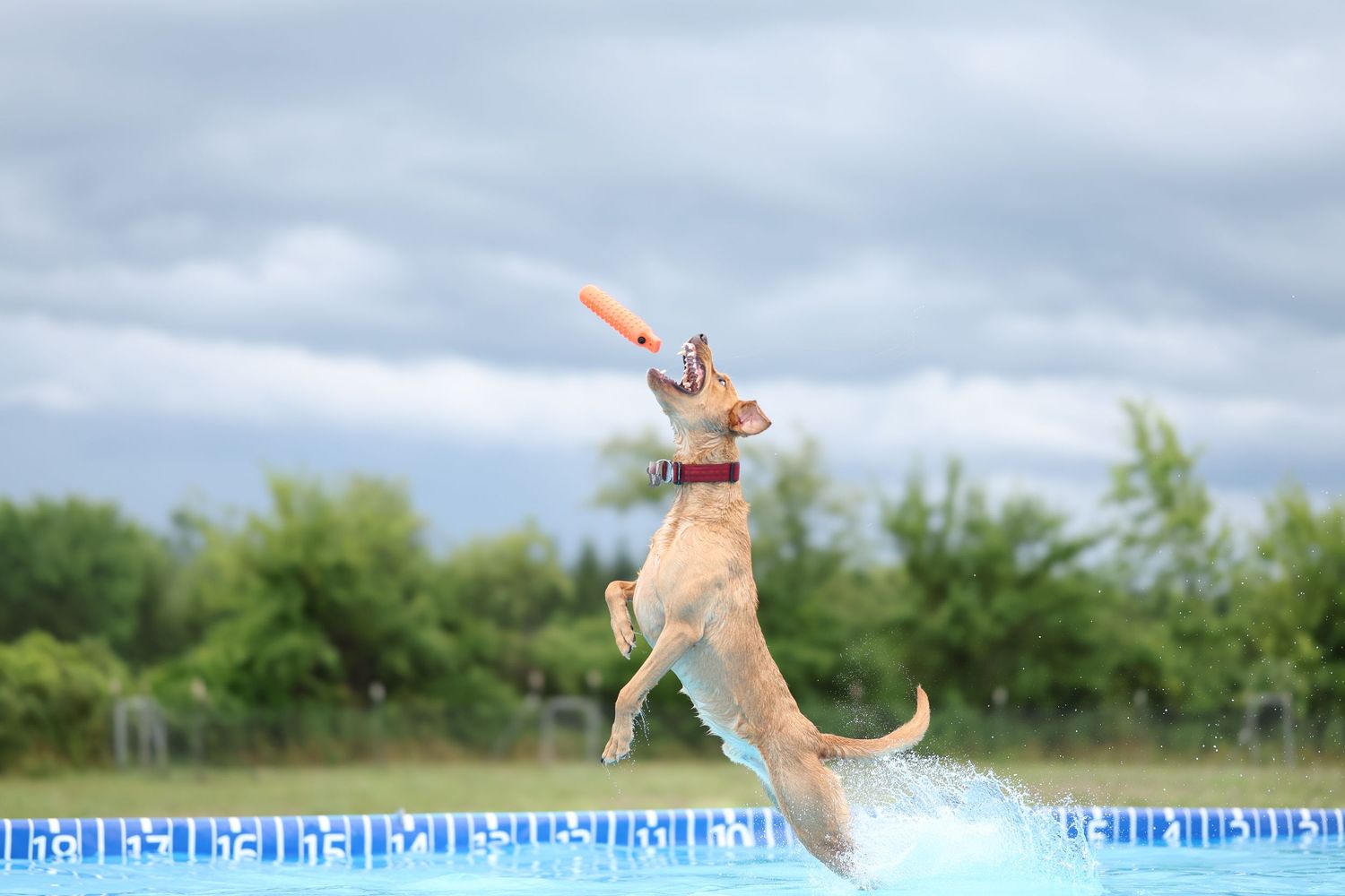 Golden retriever dog leaping in mid-air to catch orange toy above swimming pool on cloudy day.