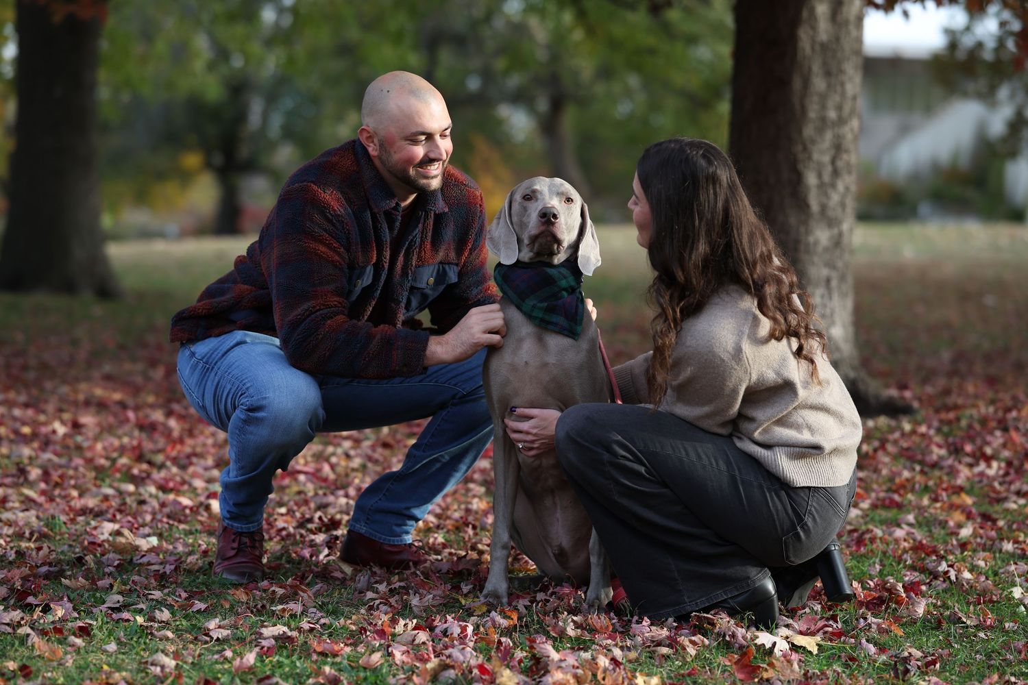 A couple and their Weimaraner share a loving moment on fallen autumn leaves in a park.

Dog portrait photography