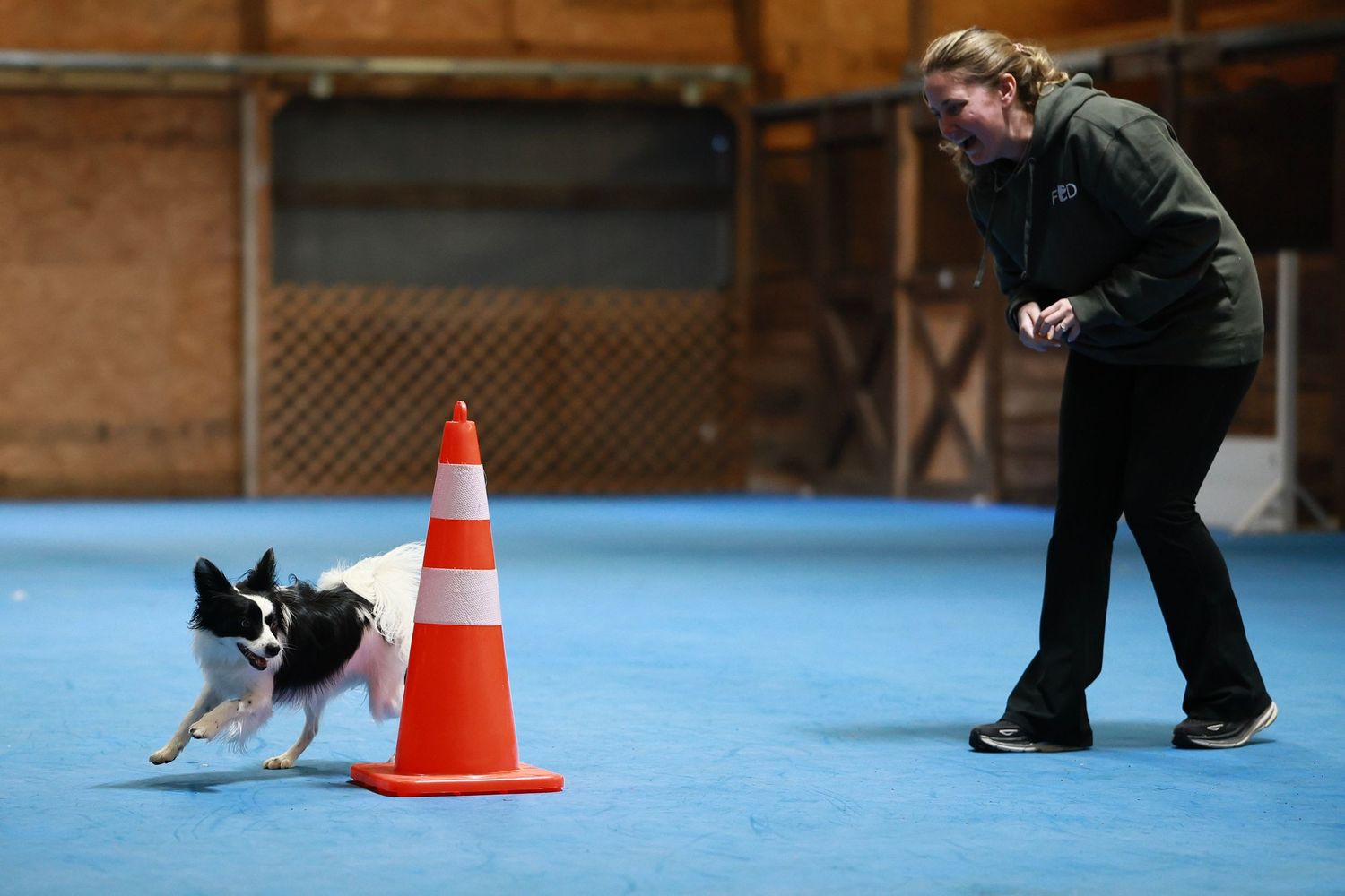 A small dog navigates through orange cones during an agility training course on a blue mat surface.