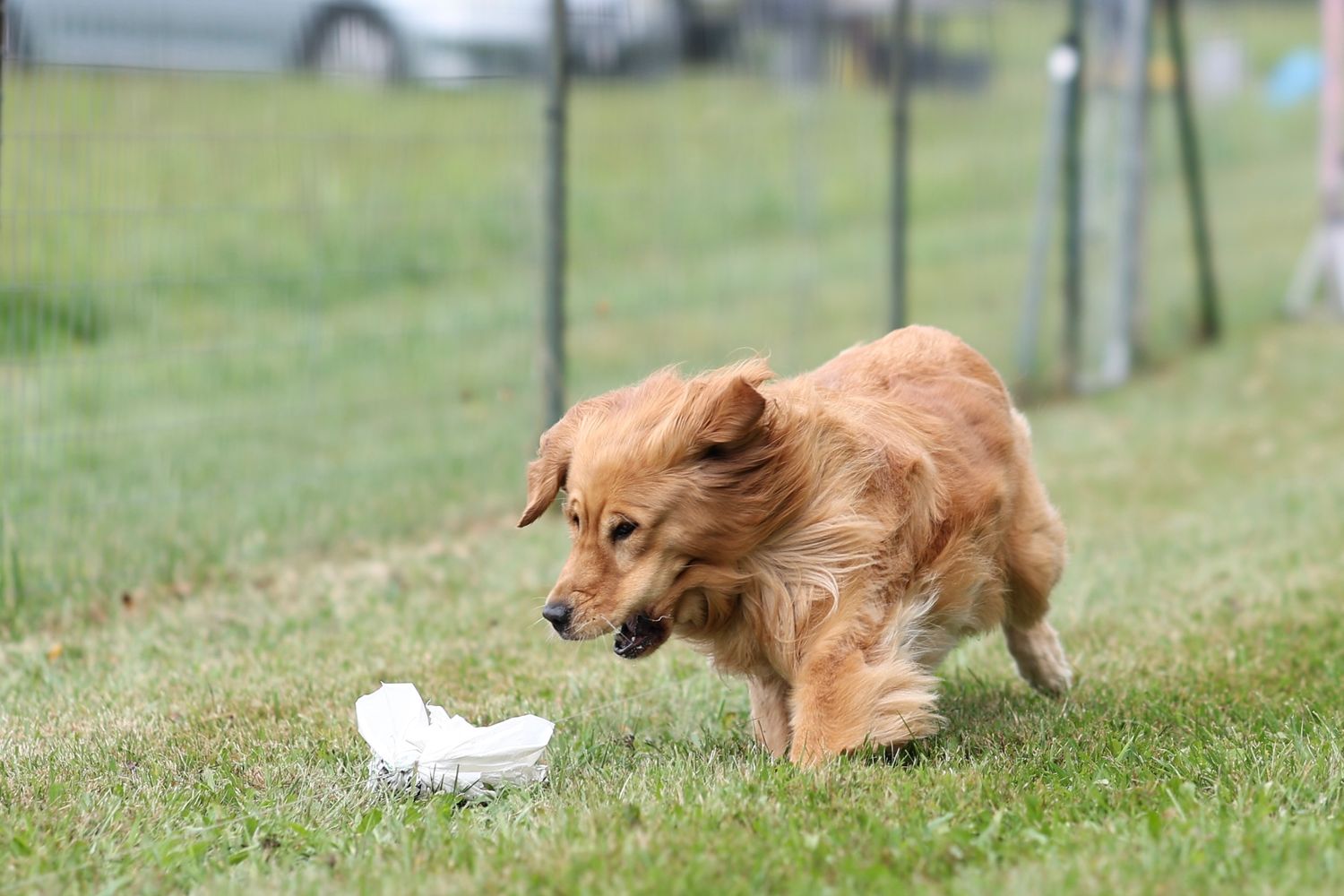 Golden retriever mix dog chasing and playing with a white frisbee toy in a grassy field.