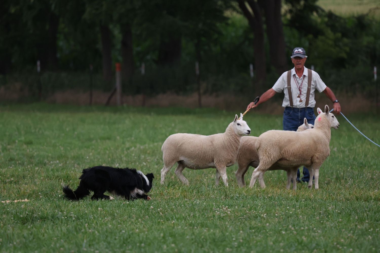 A group of sheep and border collies gather in a grassy field during herding training exercises.