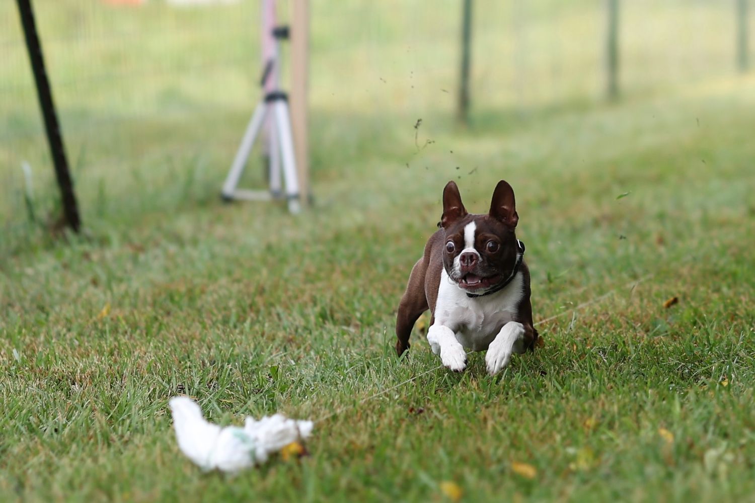 A series of small Boston Terrier puppies playing and lounging on green grass in a yard.