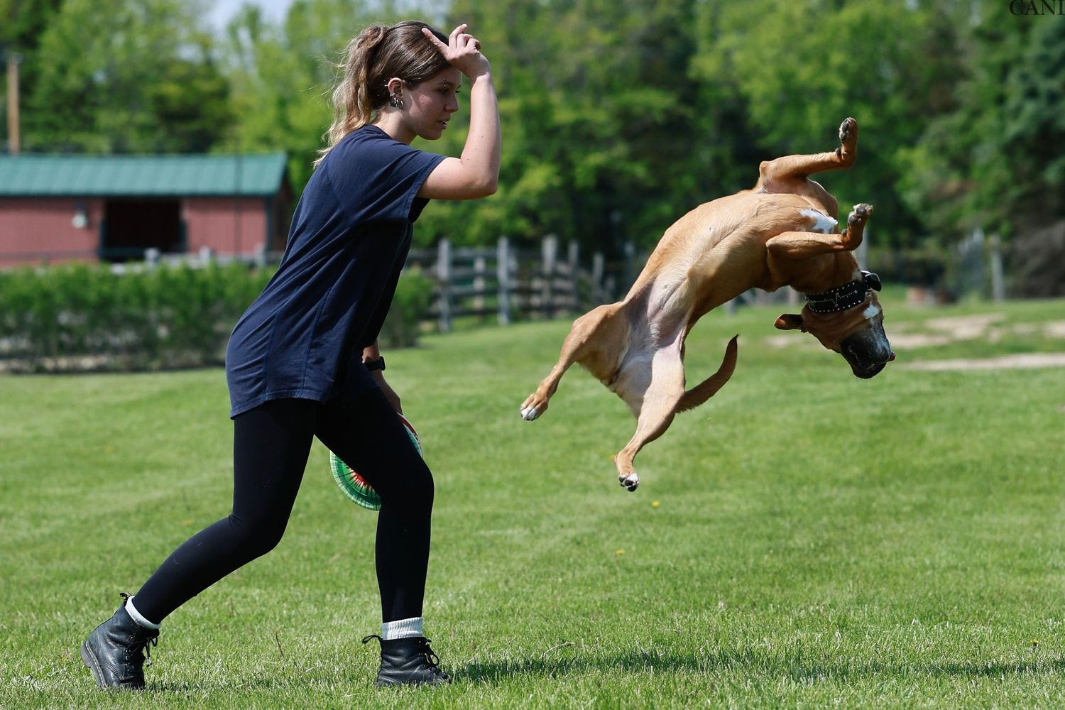 A brown and white dog leaps through the air to catch a flying disc during an outdoor agility demonstration.