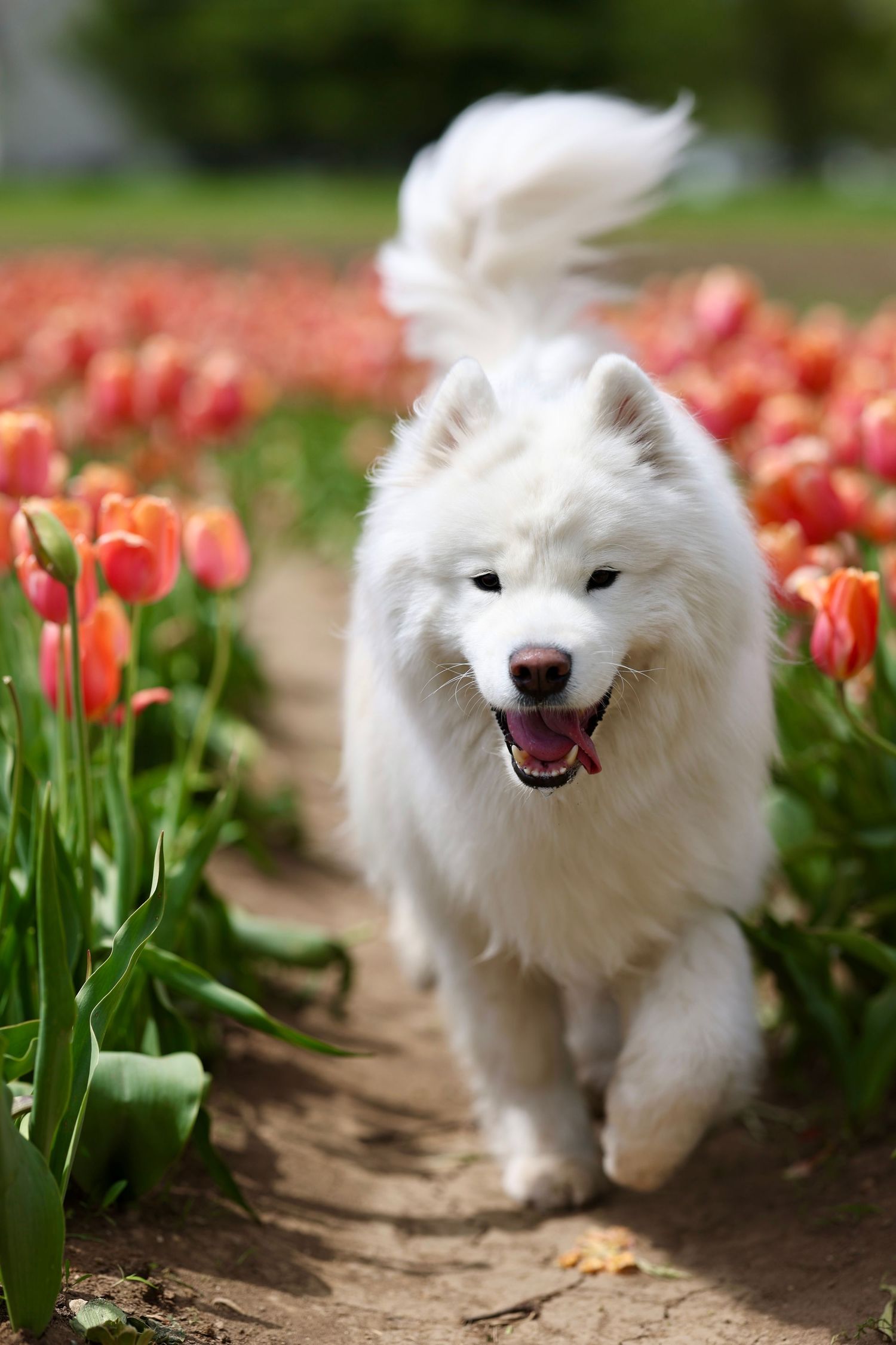 A fluffy white Samoyed dog runs happily through a vibrant field of red and orange tulips on a sunny day.