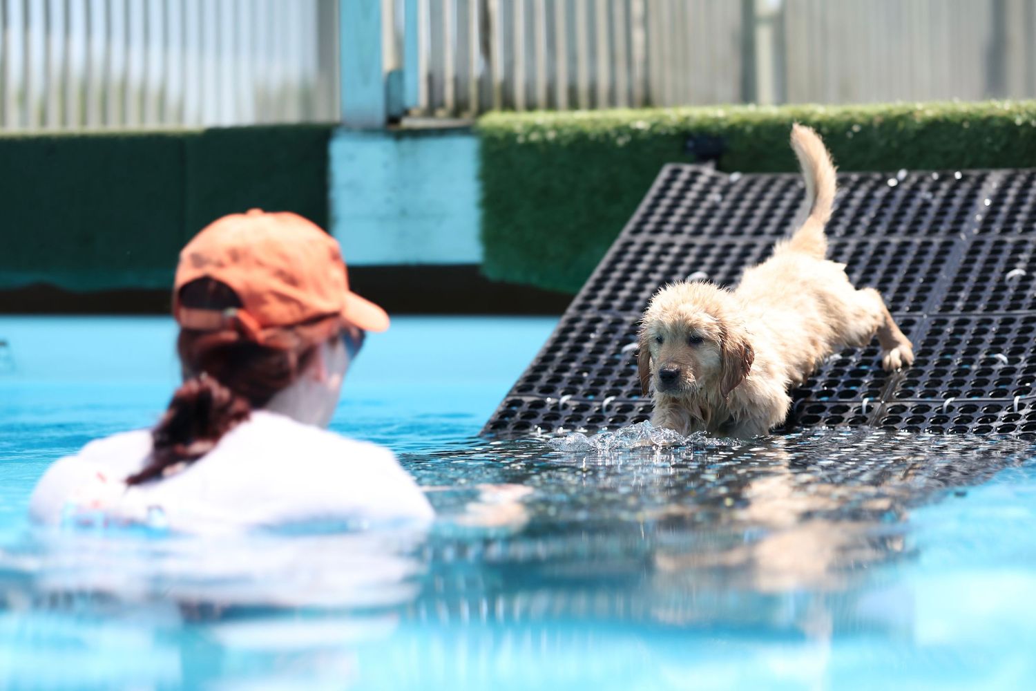 A small white dog jumps into a swimming pool while someone watches from the water.