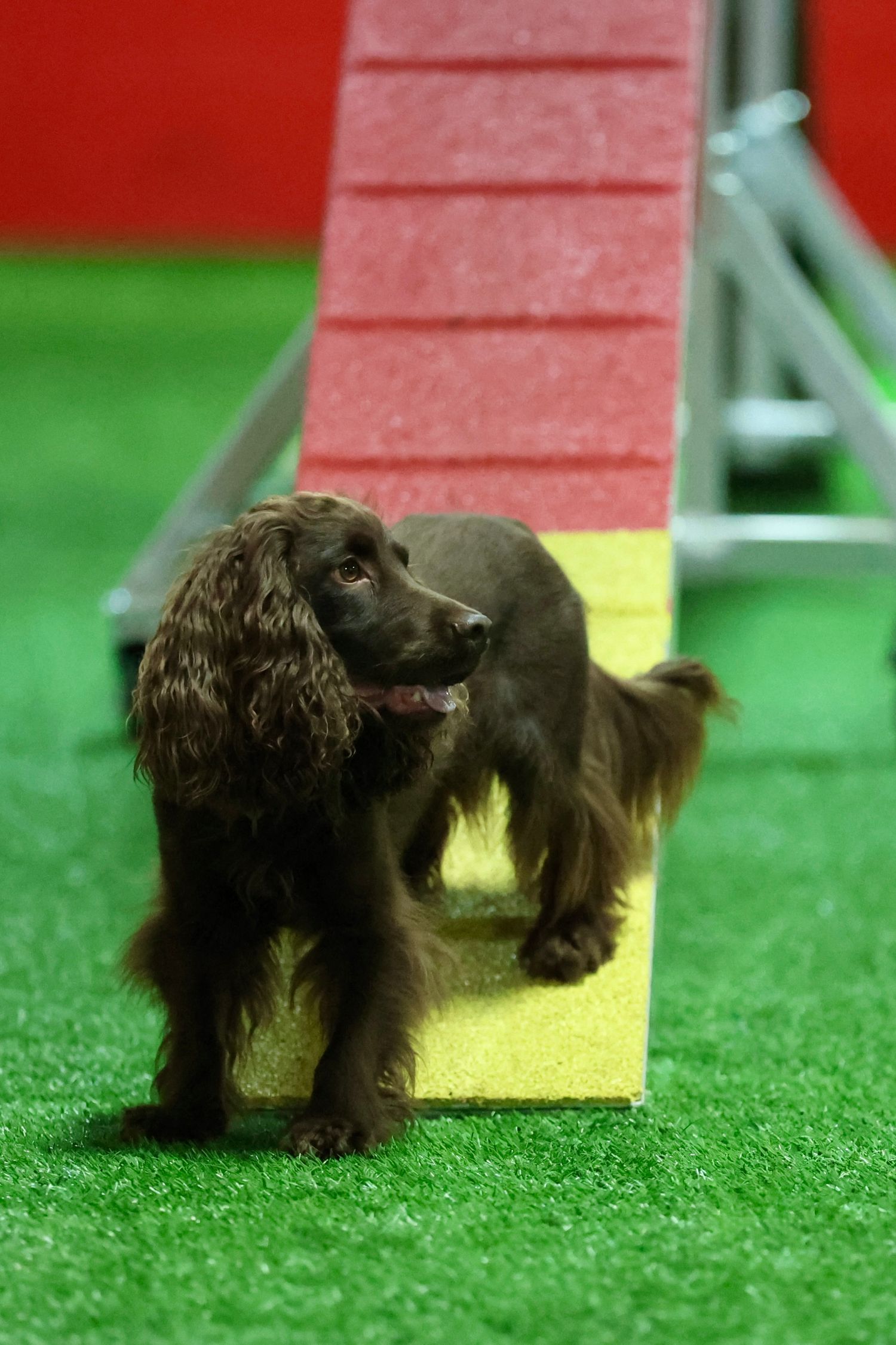 A small dark-colored dog runs through an agility course with green turf and red barriers.