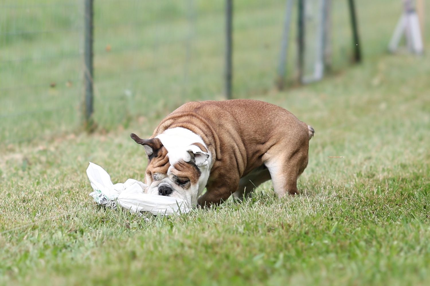 Two dogs playfully chase and wrestle with each other on a grassy lawn during a fun game of tag.