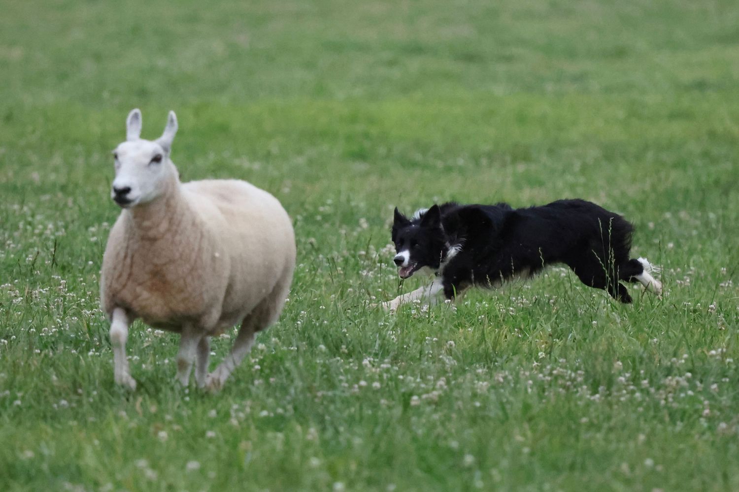 A Border Collie herding dog actively guides and directs sheep across a grassy meadow filled with wildflowers.