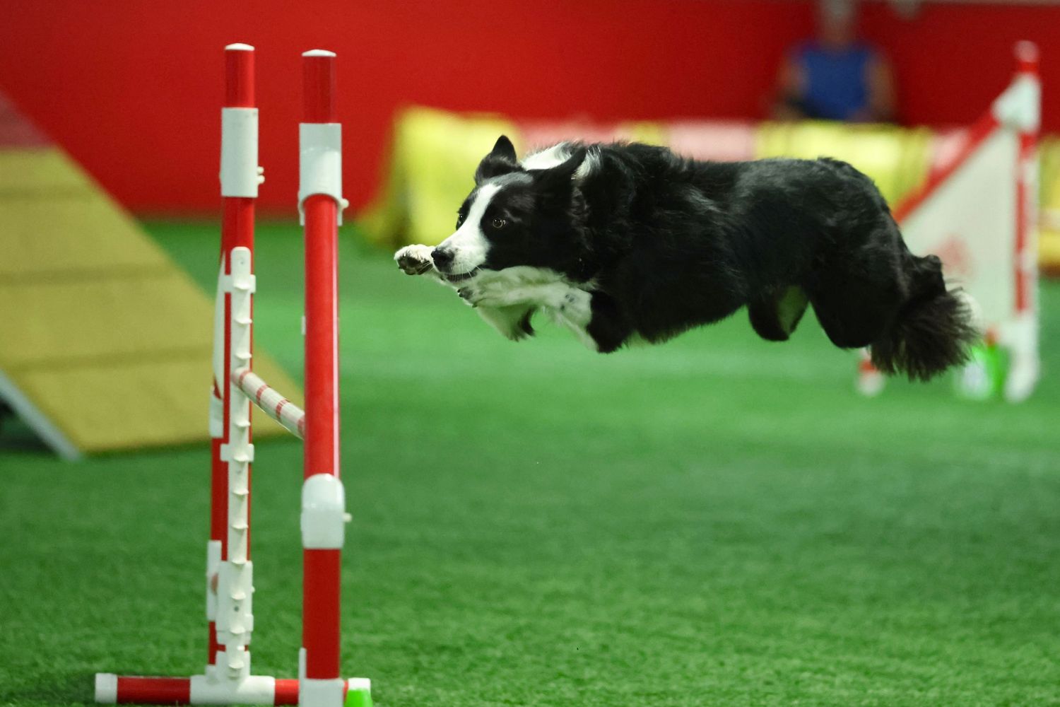 Black and white Border Collie dog gracefully leaping over red and white agility course poles on green grass field.