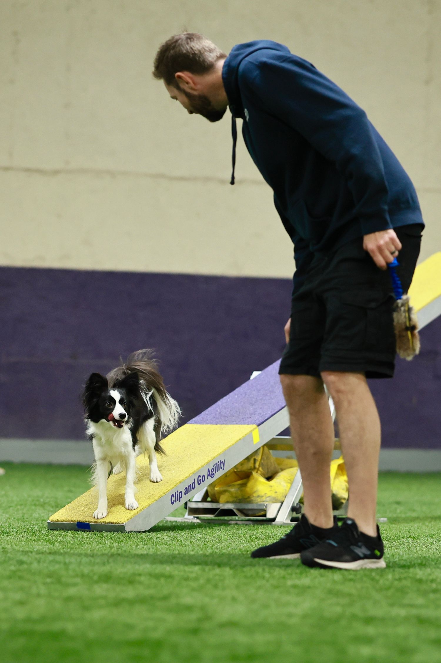 A Border Collie dog stands on an agility training ramp while being guided by a trainer in a blue sweater on indoor turf.