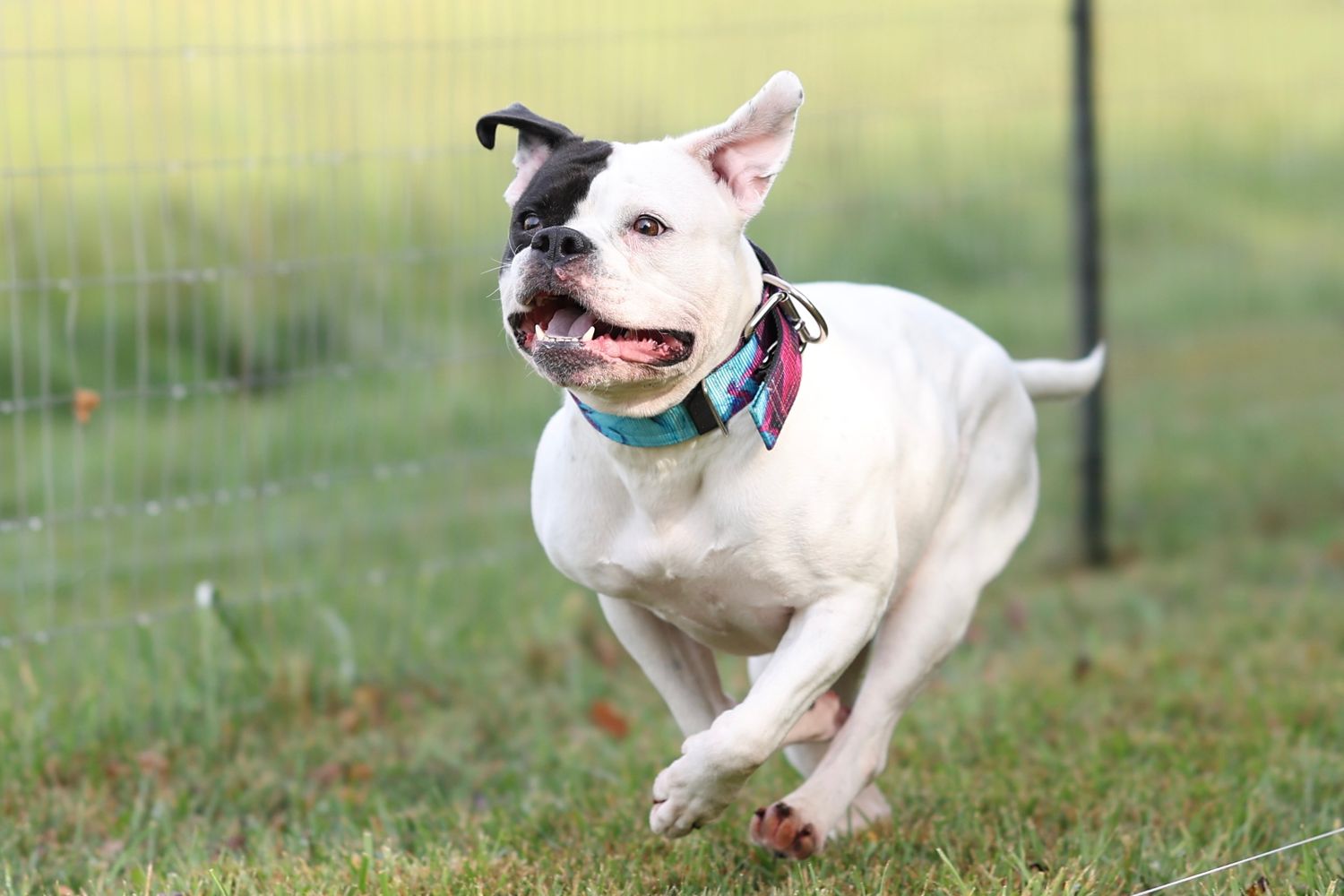 White Jack Russell terrier puppy running and playing joyfully in the grass on a sunny day.