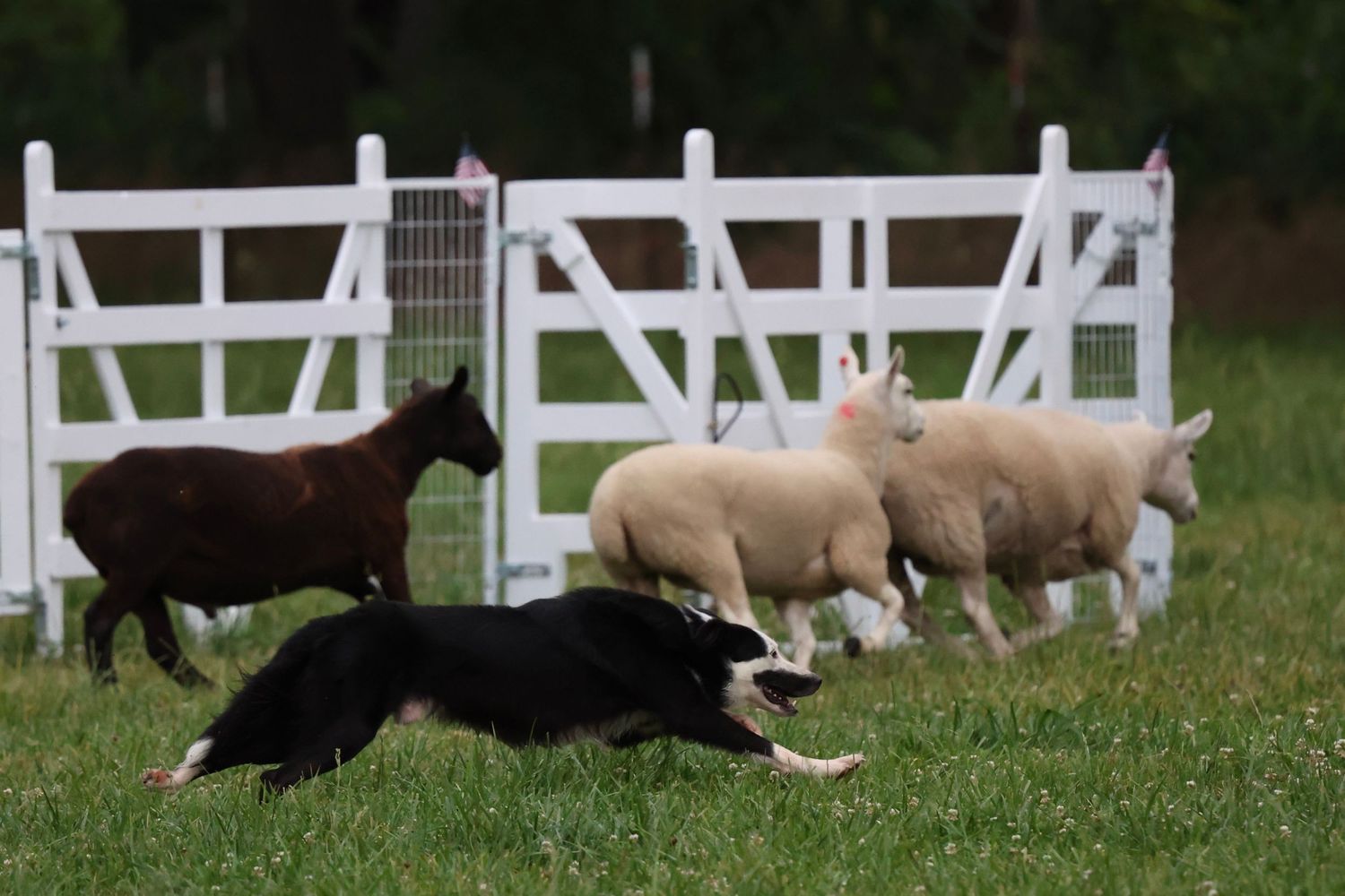 Border collie herding sheep past white fence on grassy field.