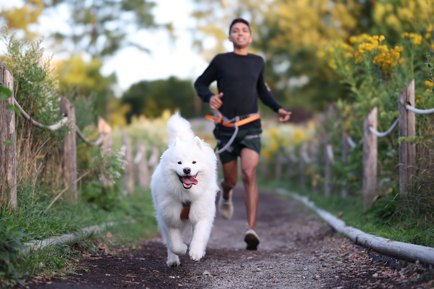 A Samoyed and their owner run a scenic nature path with yellow flowers for a canicross race.

Non-stop dog wear, Ruffwear, Musher harness
