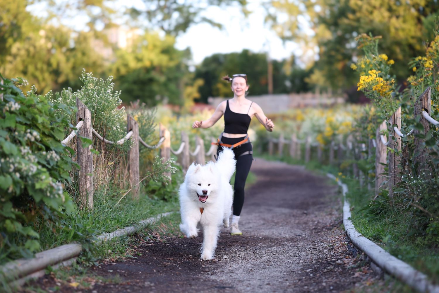 A Samoyed and their owner run a scenic nature path with yellow flowers for a canicross race.

Non-stop dog wear, Ruffwear, Musher harness