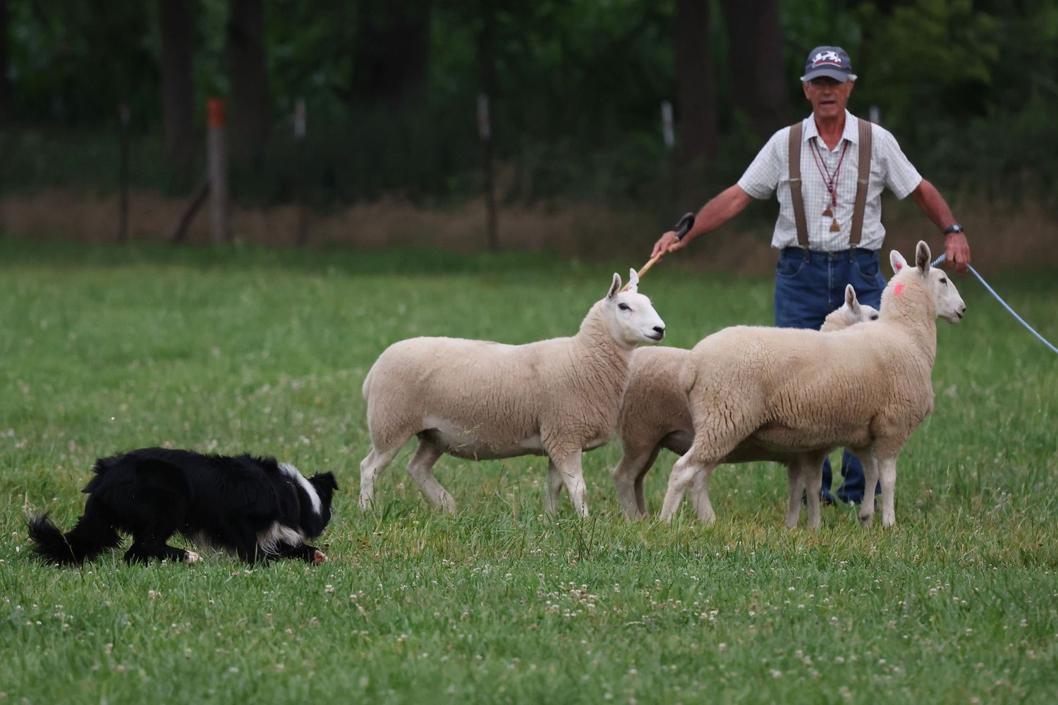 A border collie herding sheep across a grassy field while being guided by a handler with a walking stick.