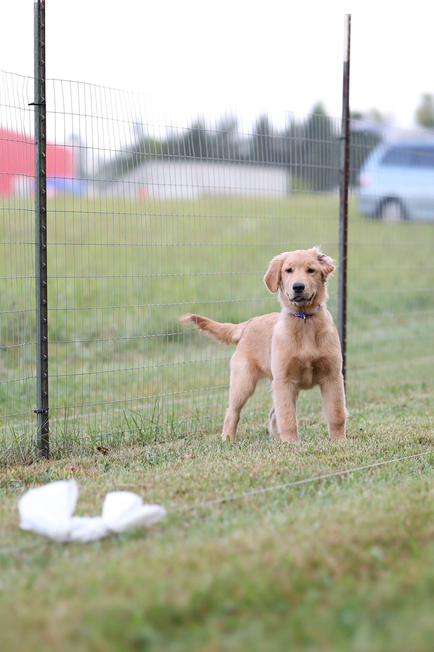 Three adorable golden retriever puppies playing and exploring together in a grassy fenced area on a sunny day.