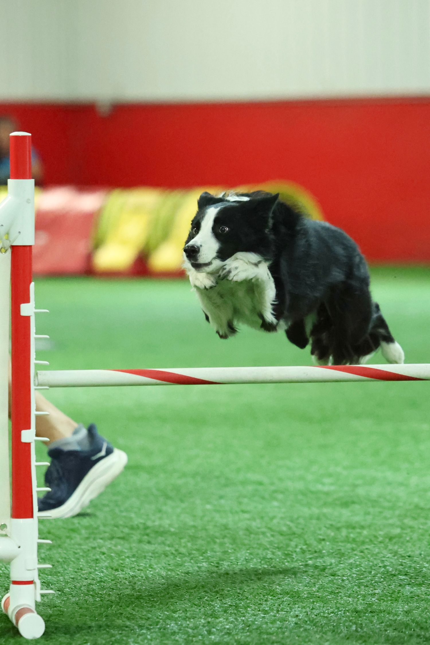 Border Collie dog leaping over an agility jump bar on green turf during competition training.