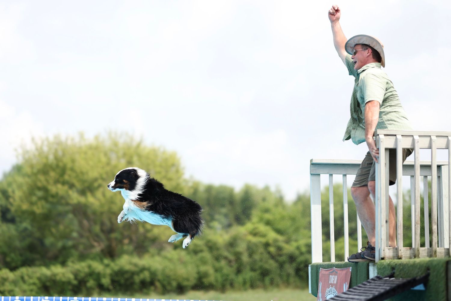 A black and white border collie dog gracefully leaps over an agility course jump in an outdoor competition setting.