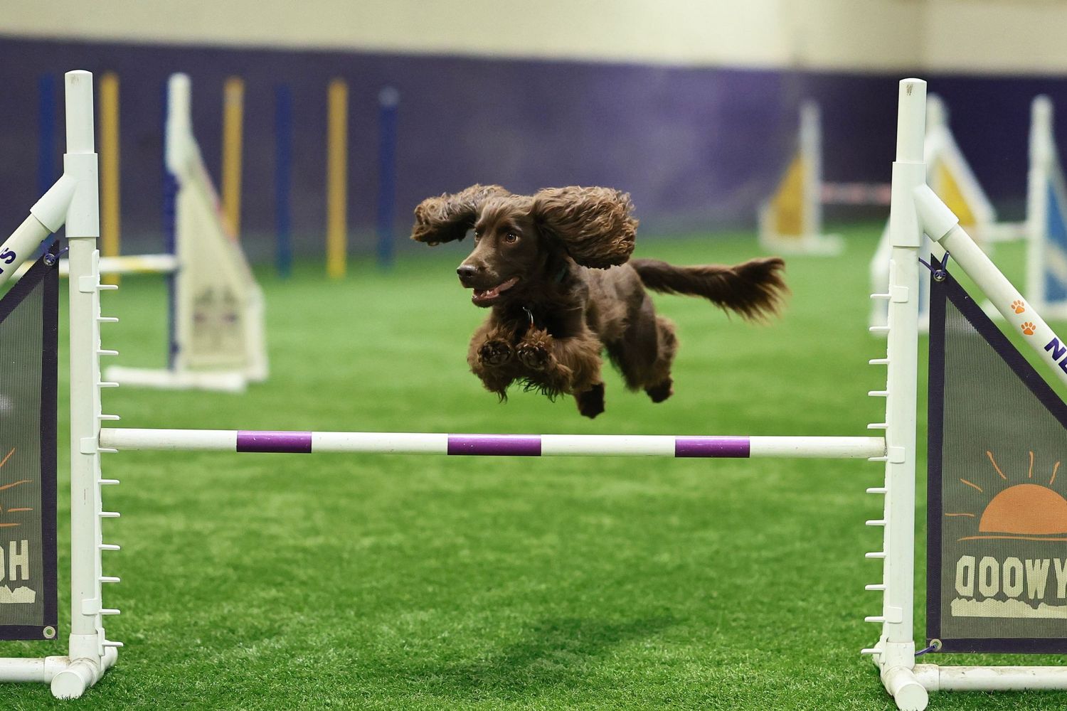 A brown dog gracefully leaps over an agility course obstacle during a competition on a green turf field.