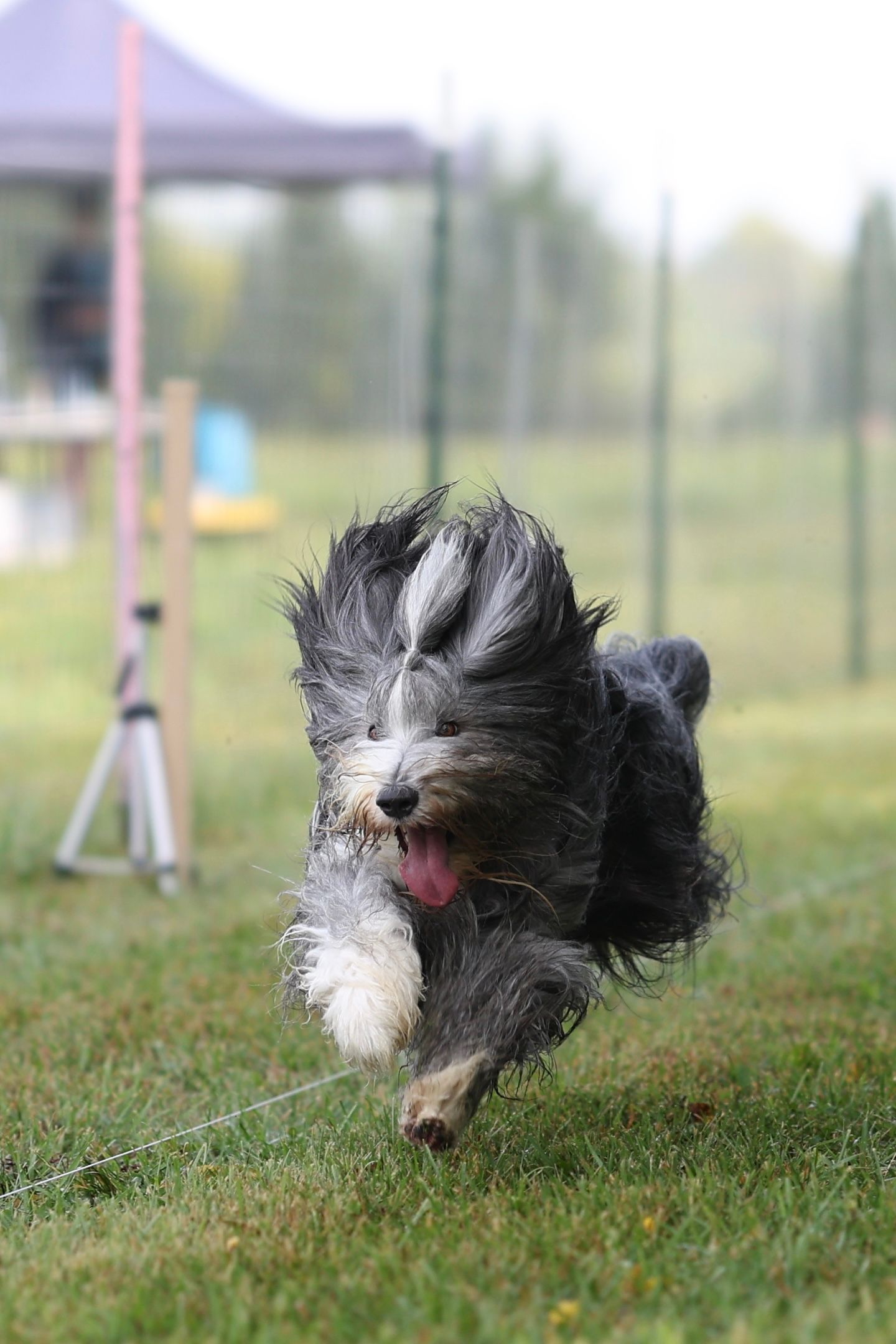A small black and white dog runs through grass while participating in agility training with its tongue sticking out.